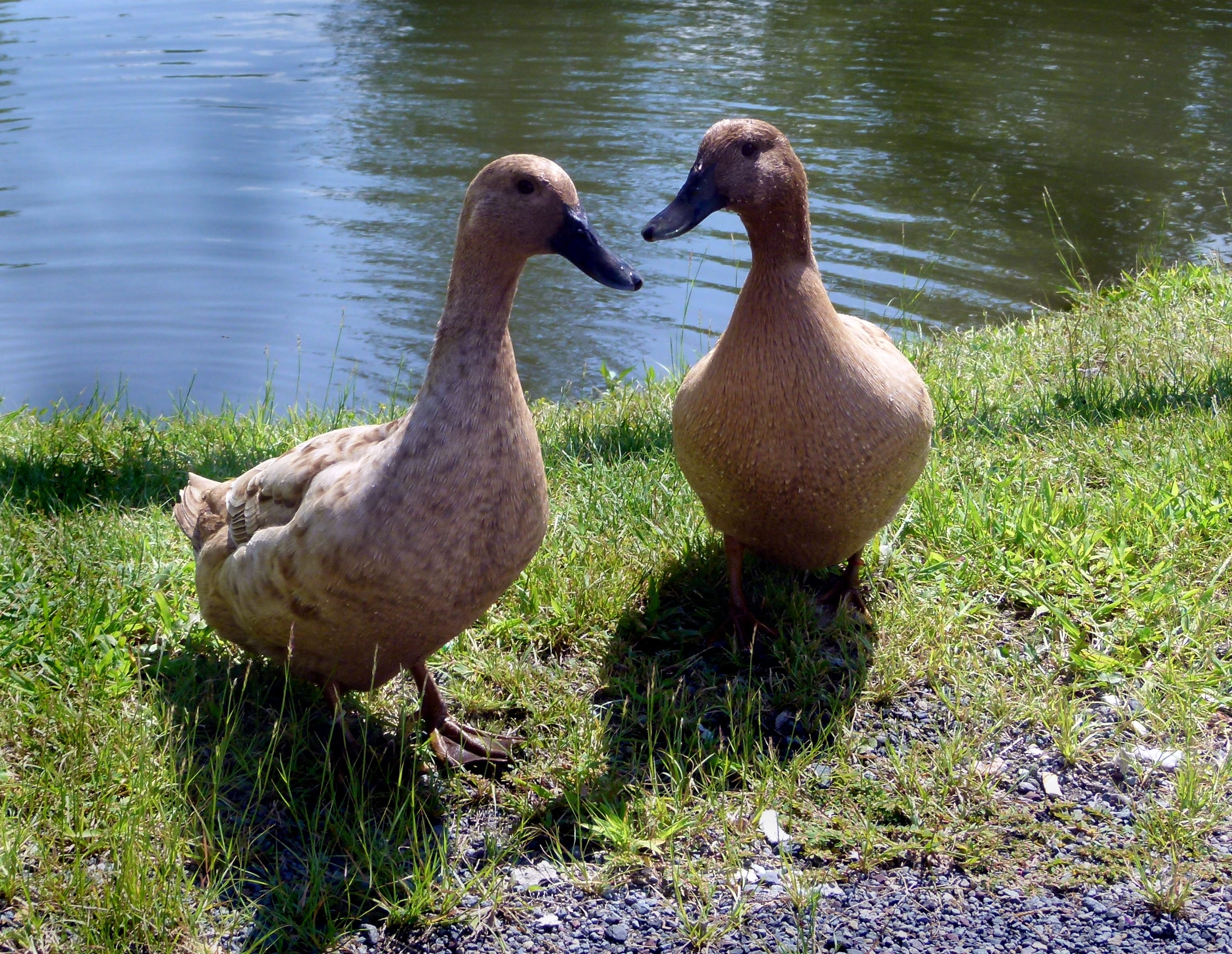 goose, gosling, domestic, khaki, plant, animal themes, lake, nature, animal, vertebrate, two animals, lakeshore, poultry, group of animals, animal wildlife, HD Wallpaper