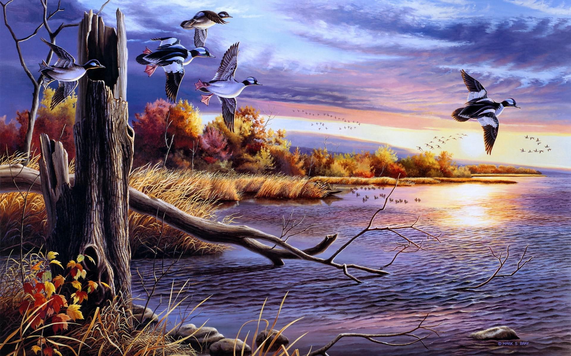 photo, art, landscapes, gallery, birds, 1080P, HD Wallpaper