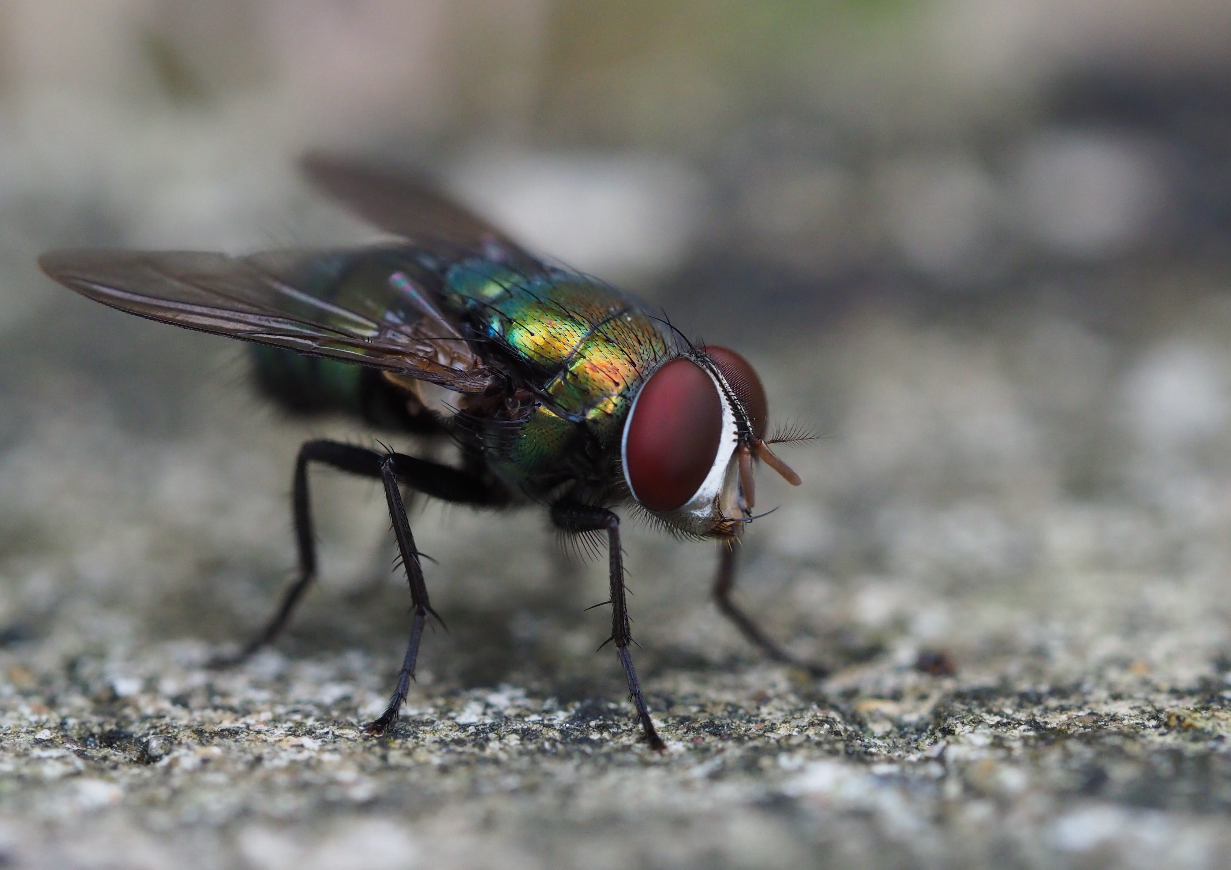 animal wing, 4K, insect, macro, animal themes, blowfly, animal wildlife, selective focus, dom, wings, fauna, animal eye, wildlife, day, sunlight, flight, HD Wallpaper