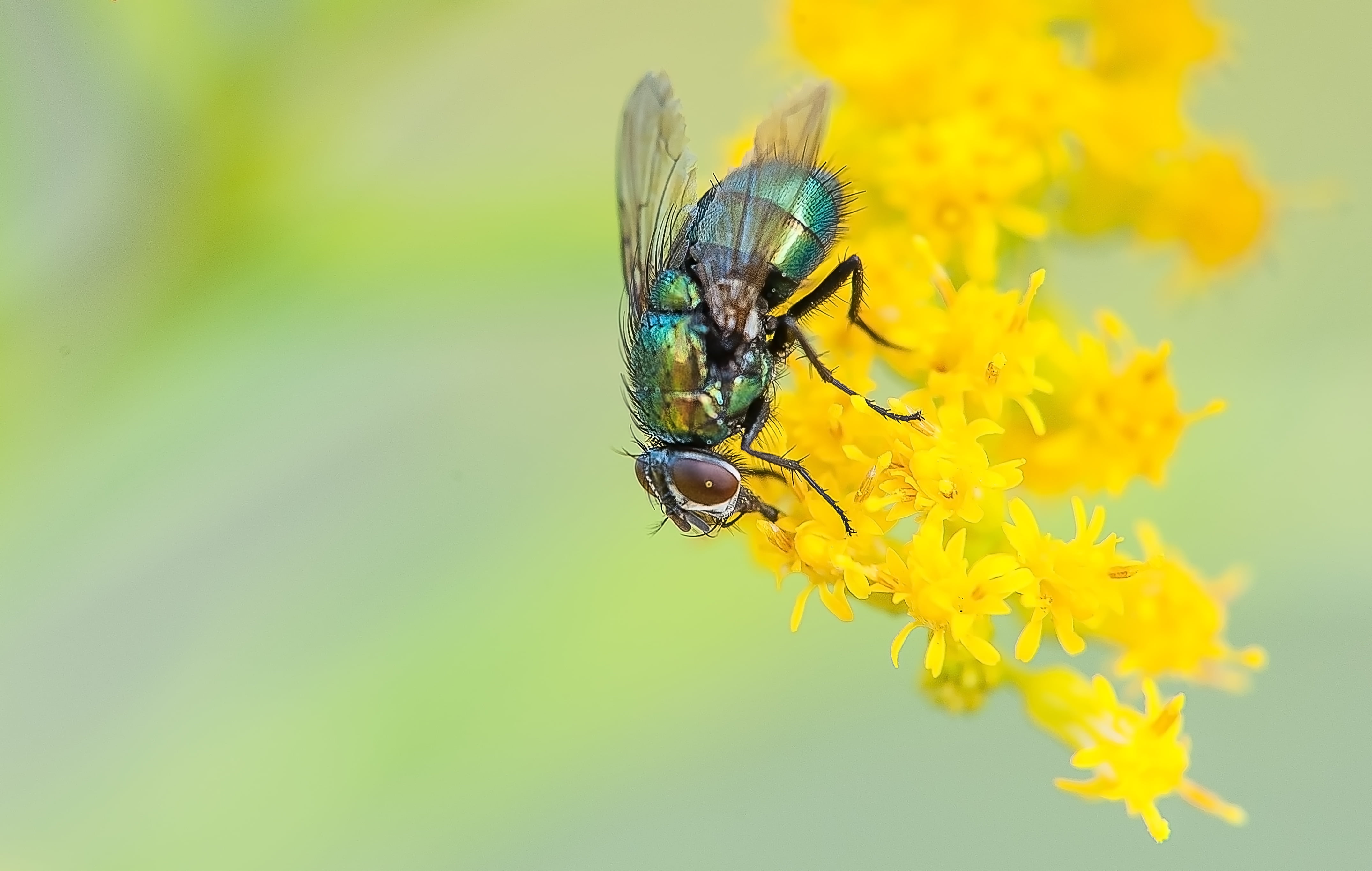 small, outdoors, close-up, petal, animal, green Color, backgrounds, vulnerability, animals in the wild, springtime, yellow, green, animal Wing, wildlife, HD Wallpaper