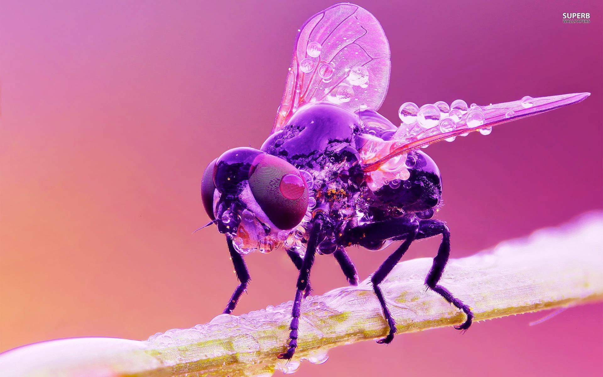 cool, 3d and abstract, wet, purple, 1080P, housefly, HD Wallpaper