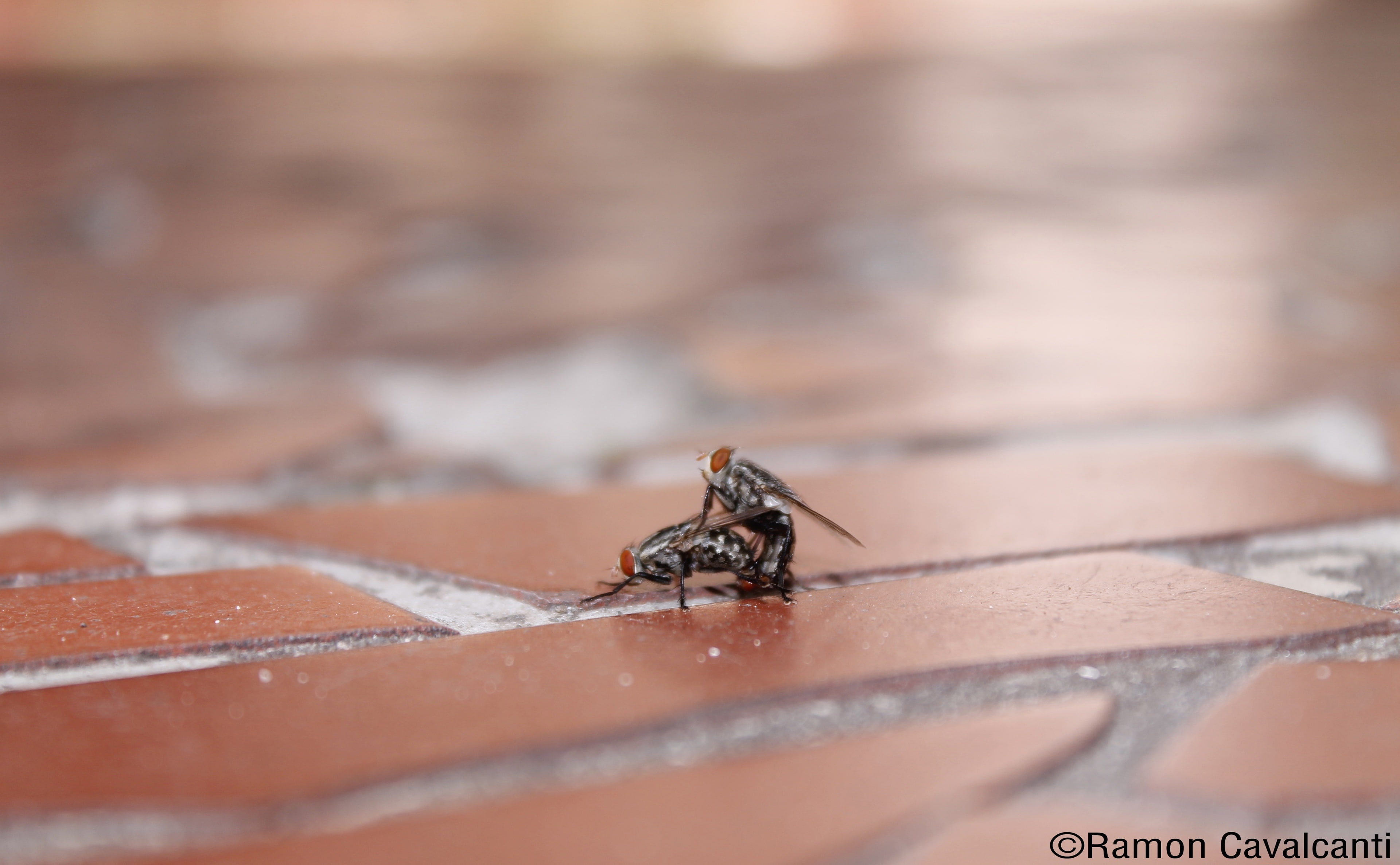 animals in the wild, no people, outdoors, mating, animal wildlife, fly, houseflies, animal, spider, nature, full length, focus on foreground, arachnid, HD Wallpaper