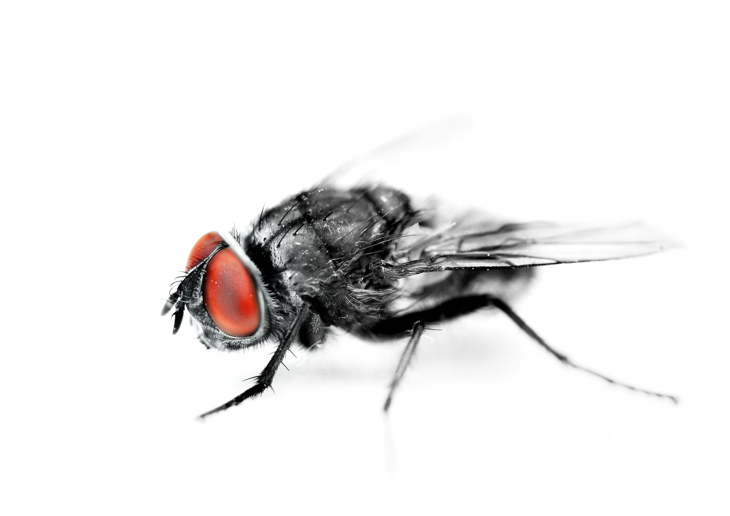 mosquito, animal themes, insect, surface, animal leg, studio shot, no people, animal wing, white background, animal wildlife, animal body part, copy space, HD Wallpaper
