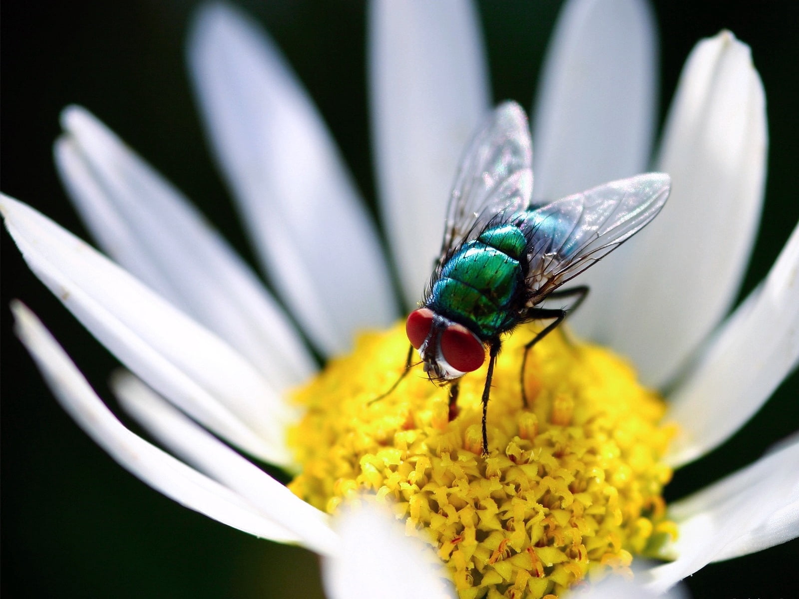 flower, insect, animal themes, wings, petals, housefly, flowering plant, vulnerability, flower head, animal wildlife, growth, daisy, animal wing, animal, HD Wallpaper