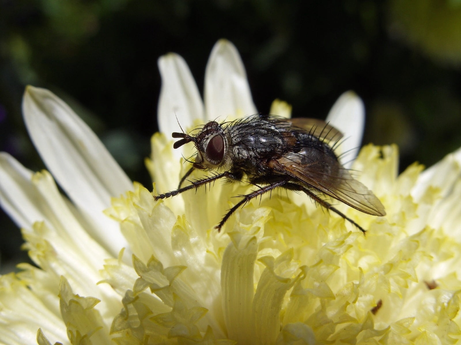 close-up, animal themes, petal, plant, black Color, nature, yellow, fly, animals And Pets, animal, no people, green Color, animal Eye, bee, flower, wildlife, HD Wallpaper