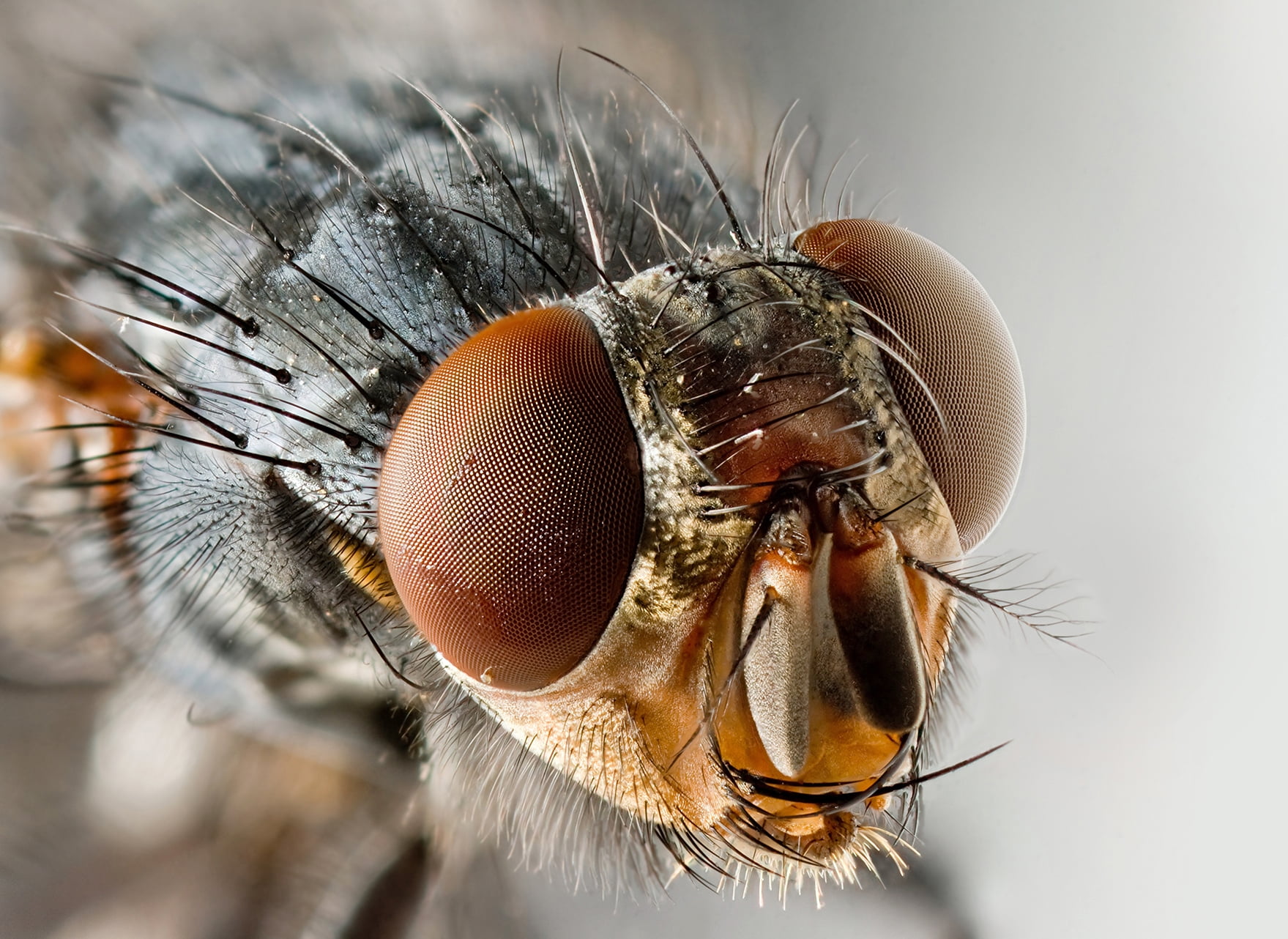 backgrounds, eye, animal wildlife, extreme close-up, wildlife, insect, animal mouth, magnification, invertebrate, animal body part, hair, housefly, no people, HD Wallpaper