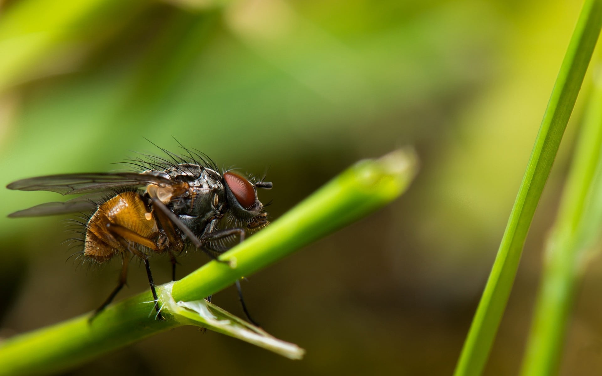 close-up, plant, outdoors, animal, housefly, animal eye, animal wing, green color, insect, one animal, black, focus on foreground, selective focus, grass, HD Wallpaper