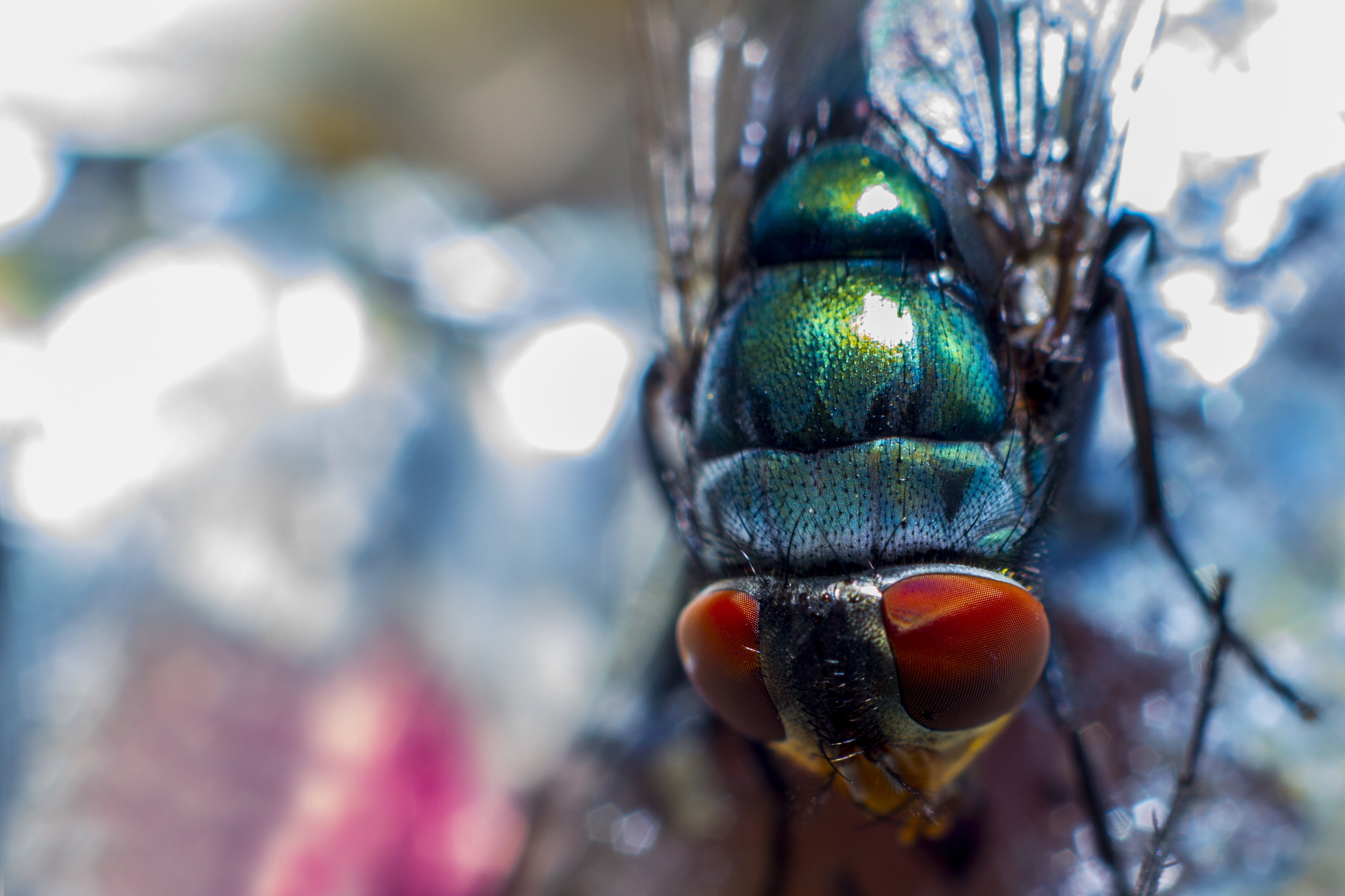 green Color, black, animal themes, 4K, close-up, animal Eye, egg, backgrounds, fly, outdoors, nature, housefly, water, eye, green, wildlife, focus on foreground, HD Wallpaper