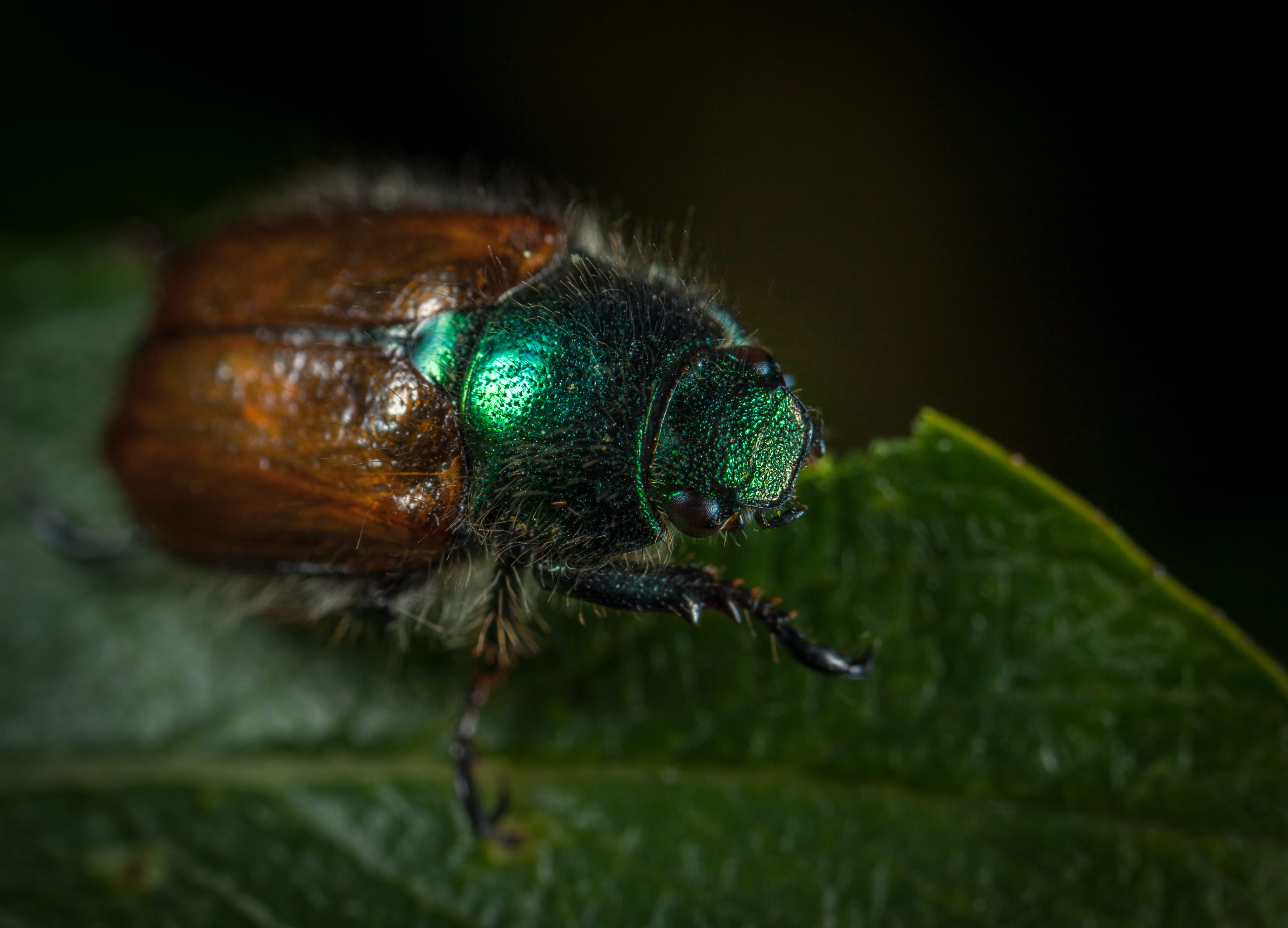 macro, environment, photography, no people, day, animal themes, animal, invertebrate, black background, wild, animals in the wild, animal wing, beetle, HD Wallpaper