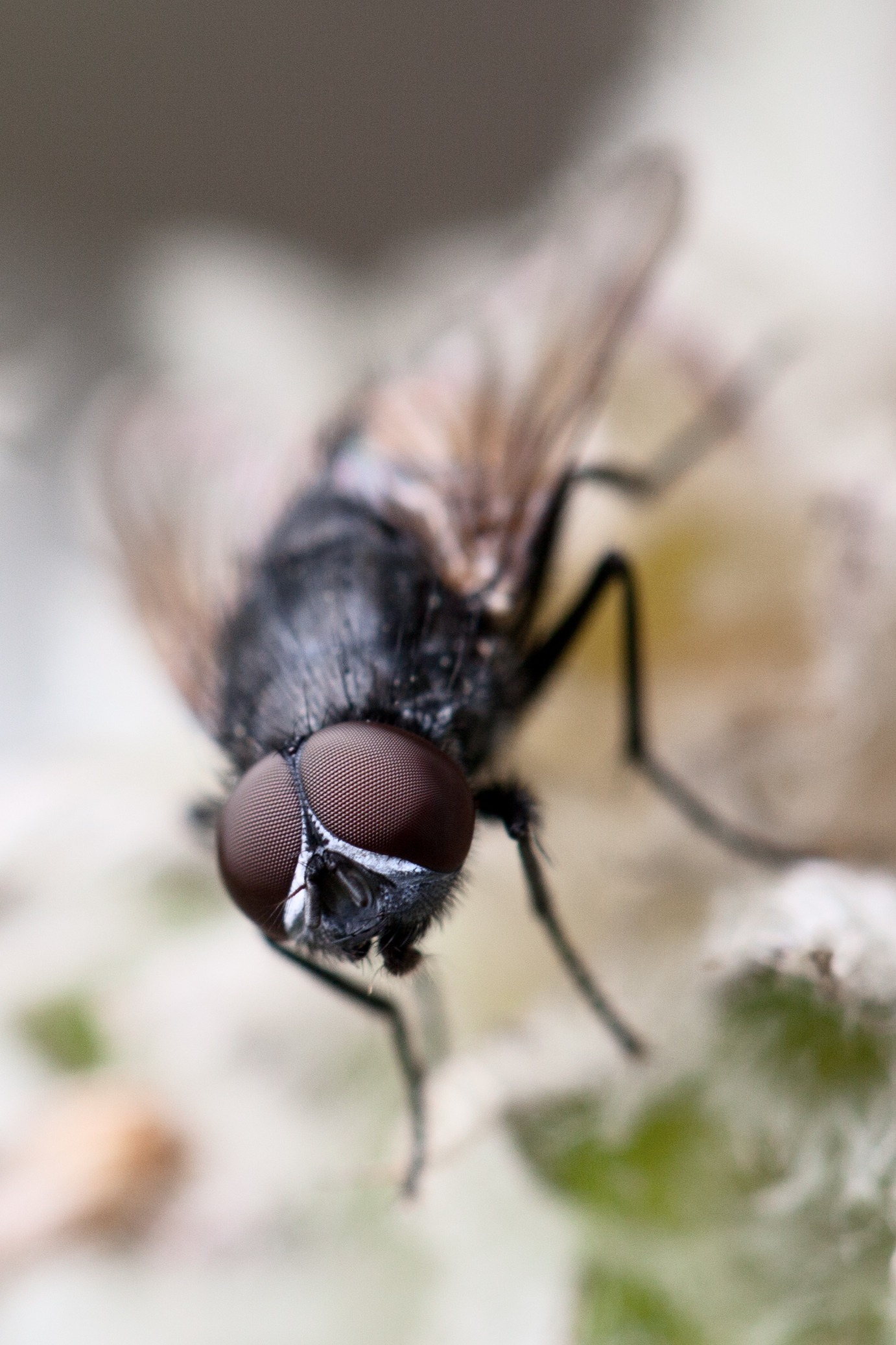 animal wing, eyes, pest, animal themes, fly, animal, entomology, 1080P, animal wildlife, head, housefly, animal head, animal eye, close-up, insect, animals in the wild, Phone HD Wallpaper