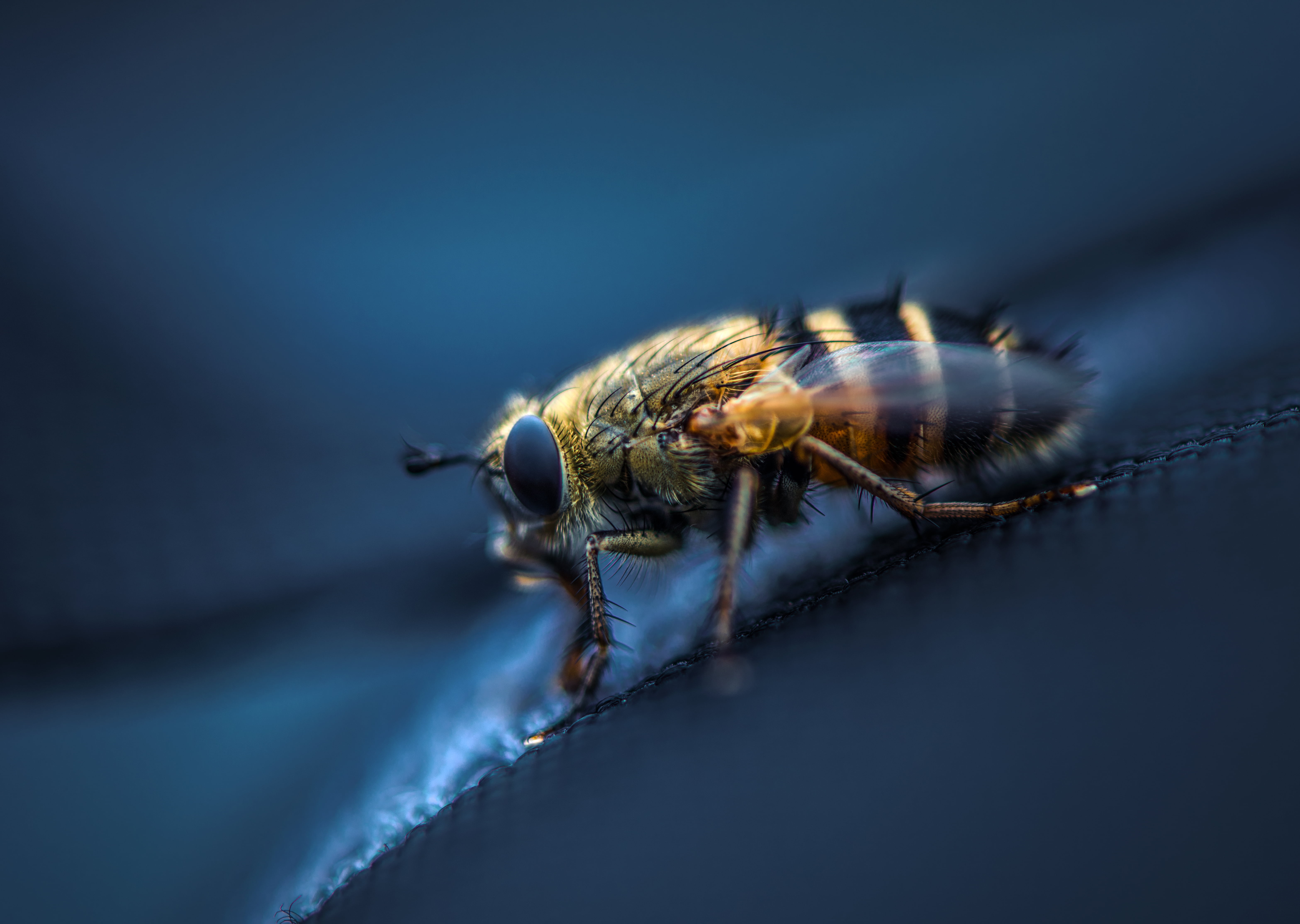 biology, invertebrate, animals in the wild, wings, backgrounds, brown, arthropod, blue, animal Wing, 5K, wildlife, arachnid, nature, unhygienic, close-up, HD Wallpaper