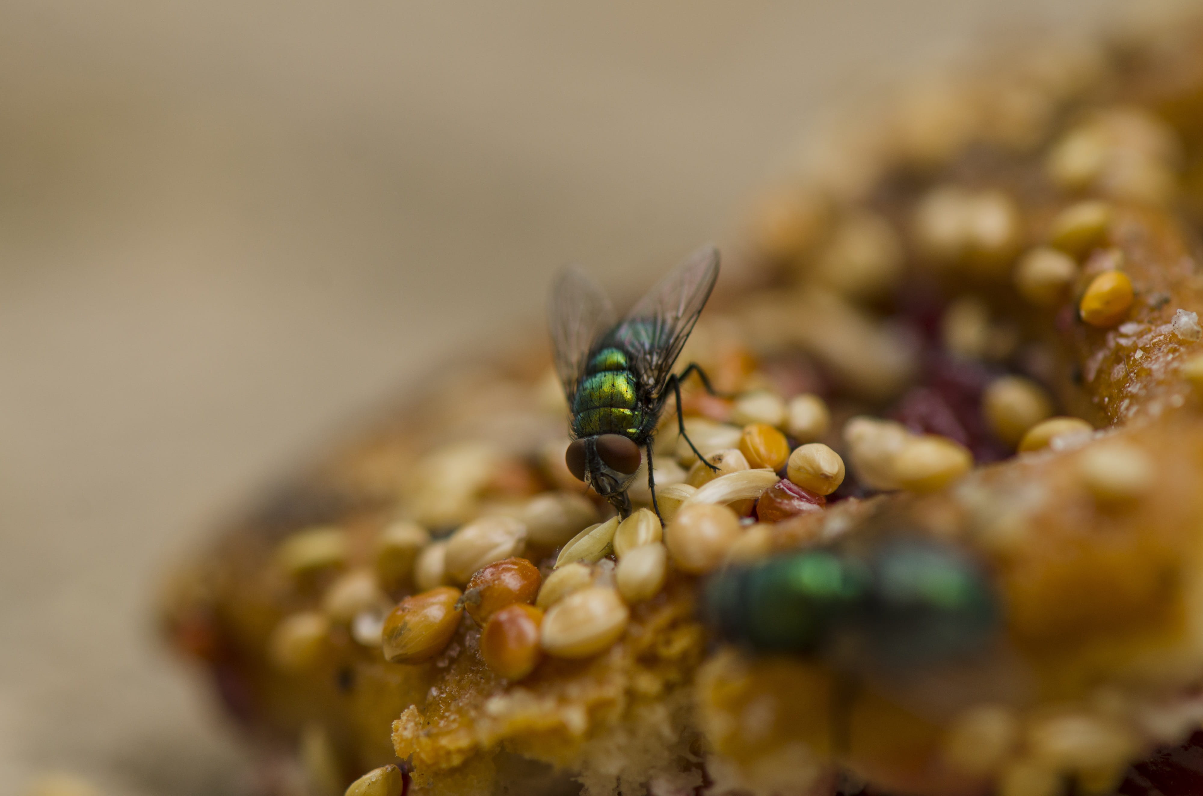 close-up, outdoors, day, flies, animal head, outdoor, animals in the wild, natural condition, selective focus, wildlife, no people, animal wildlife, plant, HD Wallpaper
