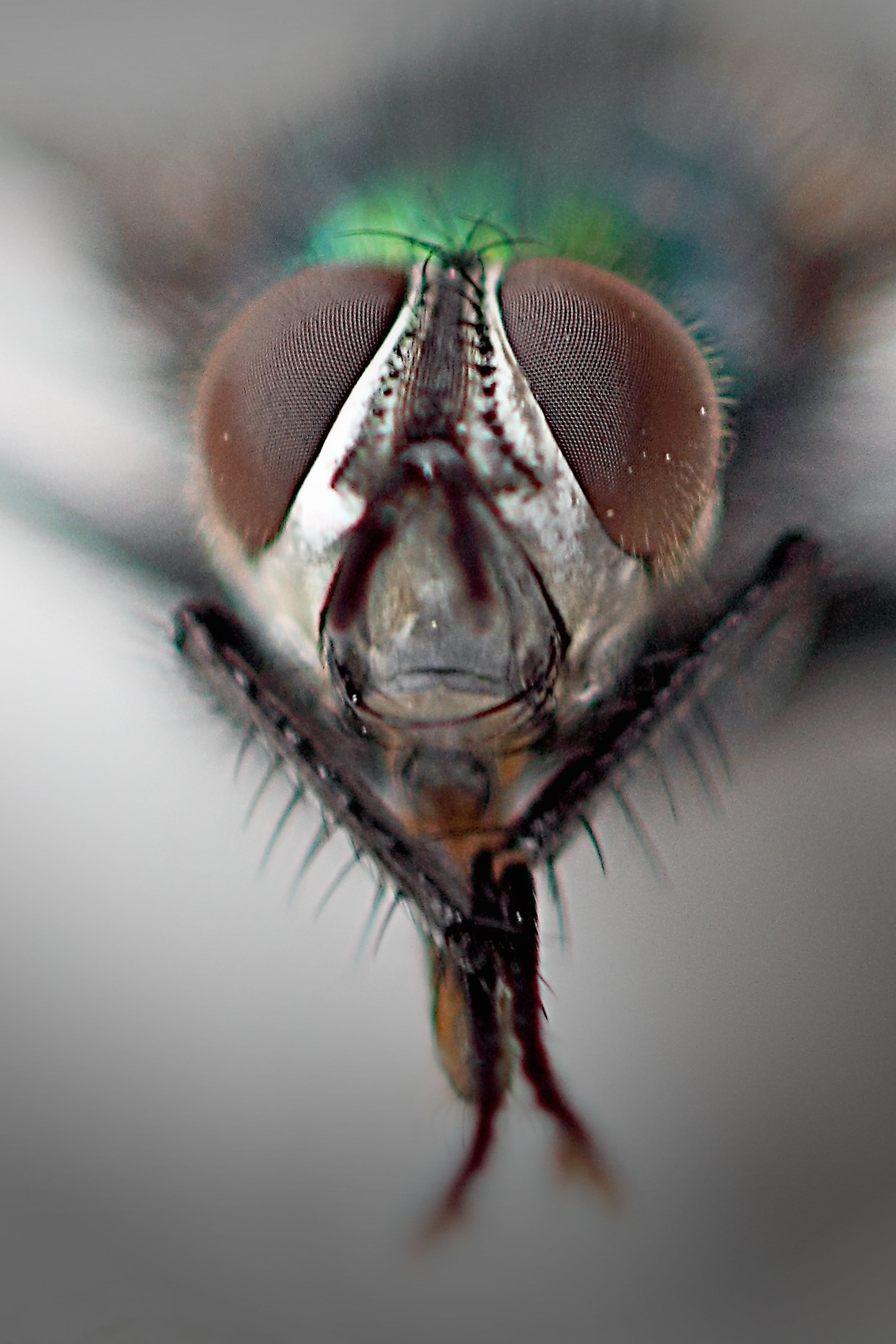 invertebrate, studio shot, fly, no people, animal themes, small, 2K, eye, animal body part, insect macro, nature, macro, close-up, close, animal wildlife, Phone HD Wallpaper