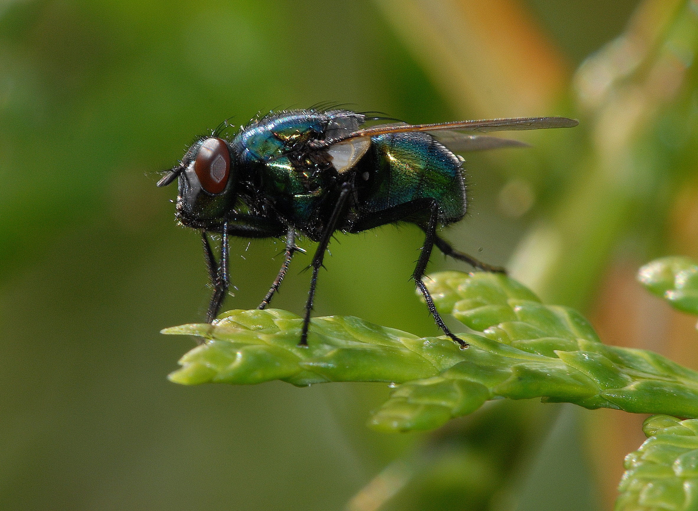 wildlife, housefly, no people, outdoors, Leaf, invertebrate, one animal, animal Wing, animals in the wild, close-up, animal themes, 1080P, plant, day, HD Wallpaper