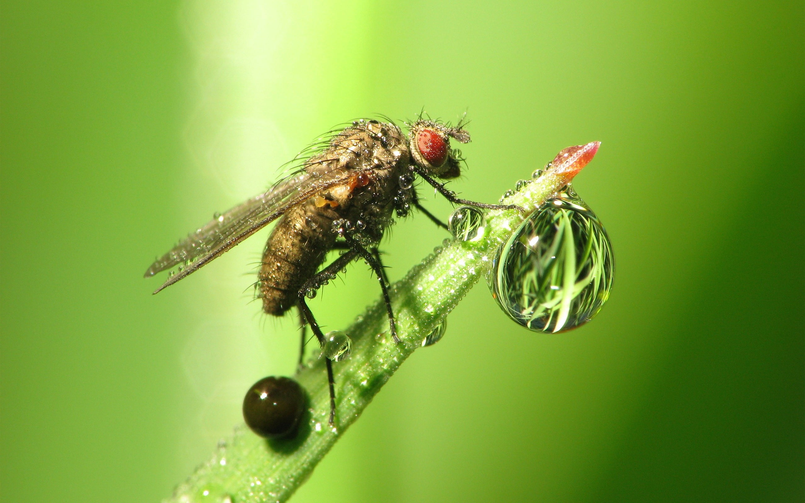 animal Wing, animal body part, small, close-up, fly, no people, housefly, animal eye, animal, dew, summer, dragonfly, plant part, focus on foreground, pest, HD Wallpaper