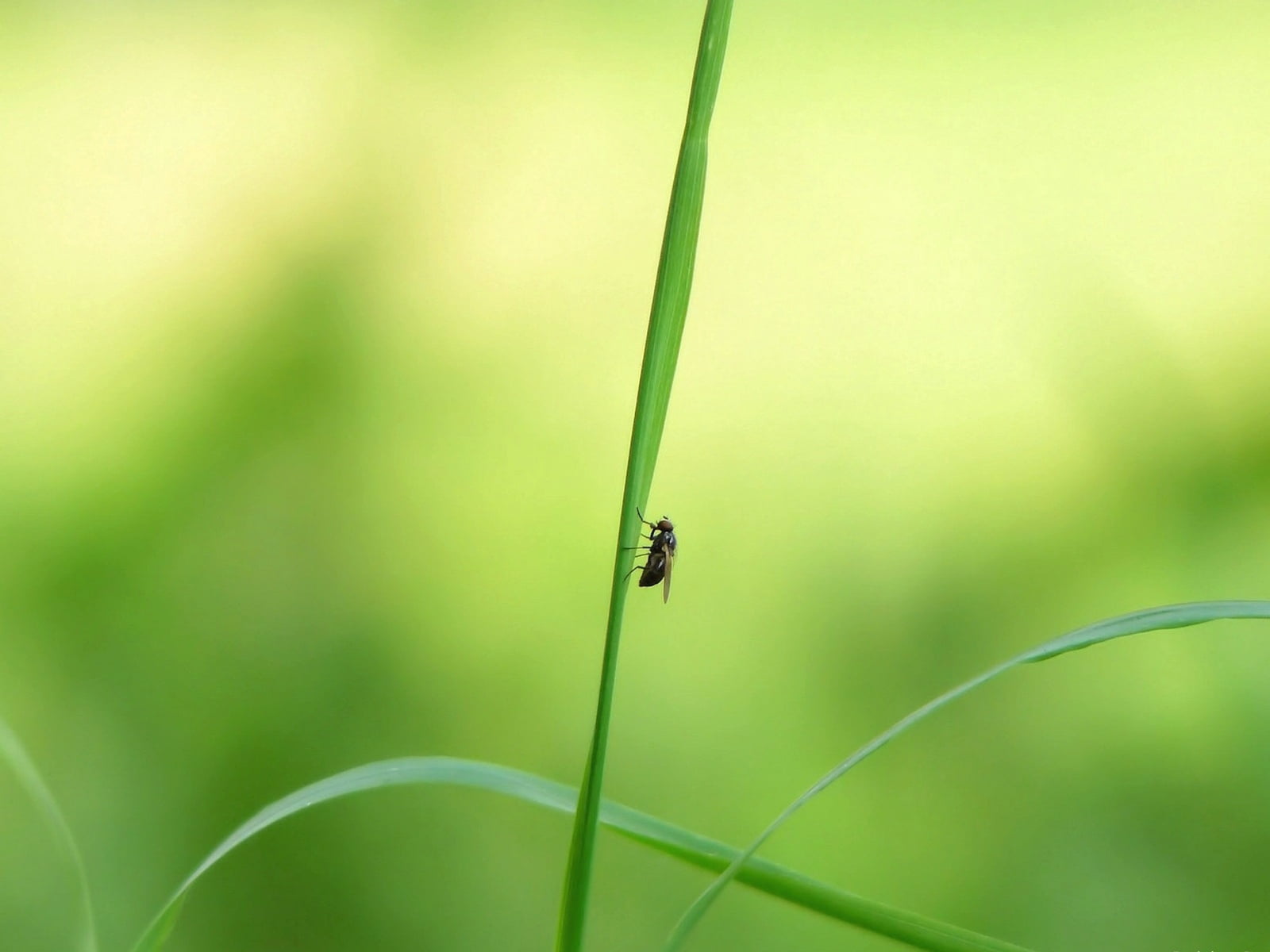 housefly, animal wildlife, leafed, outdoors, blade of grass, one animal, green color, damselfly, plant, perched, animal, nature, growth, glare, animals in the wild, HD Wallpaper