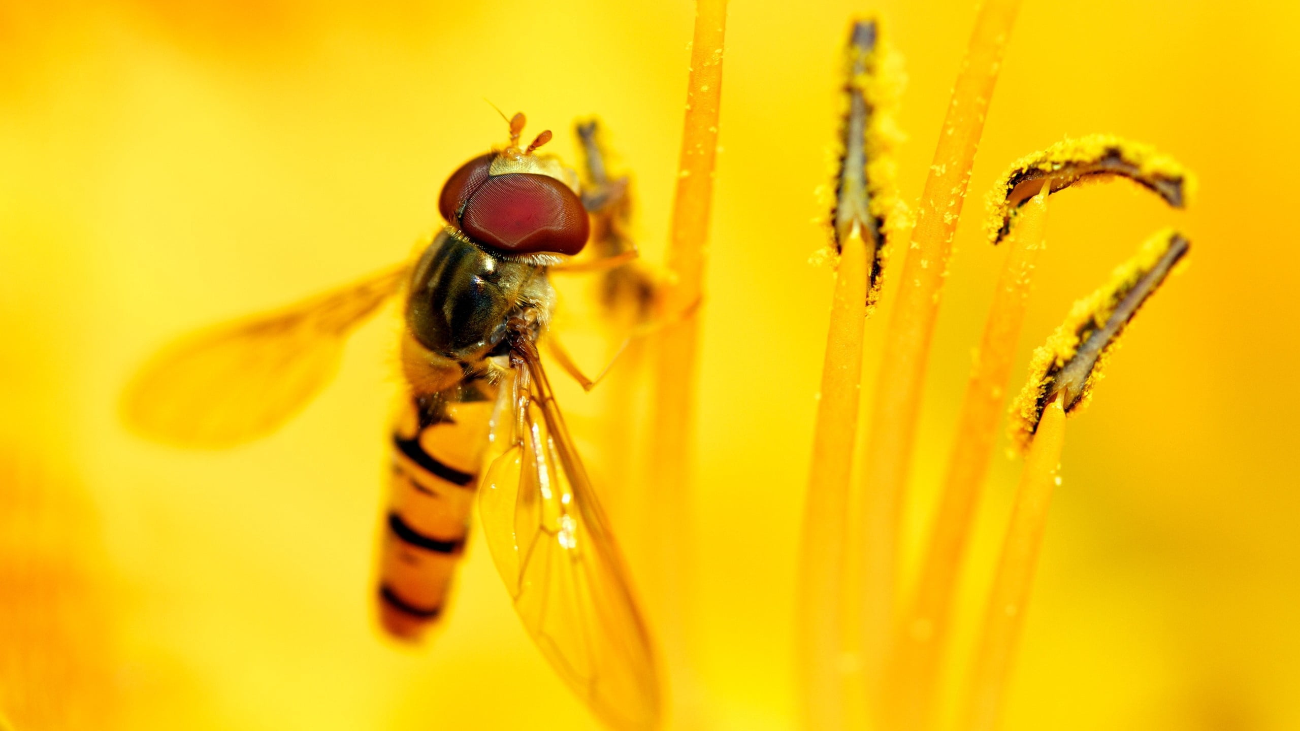 animal Wing, invertebrate, small, backgrounds, macro, petals, nature, one animal, animal body part, insect, no people, housefly, honey, close-up, outdoors, HD Wallpaper