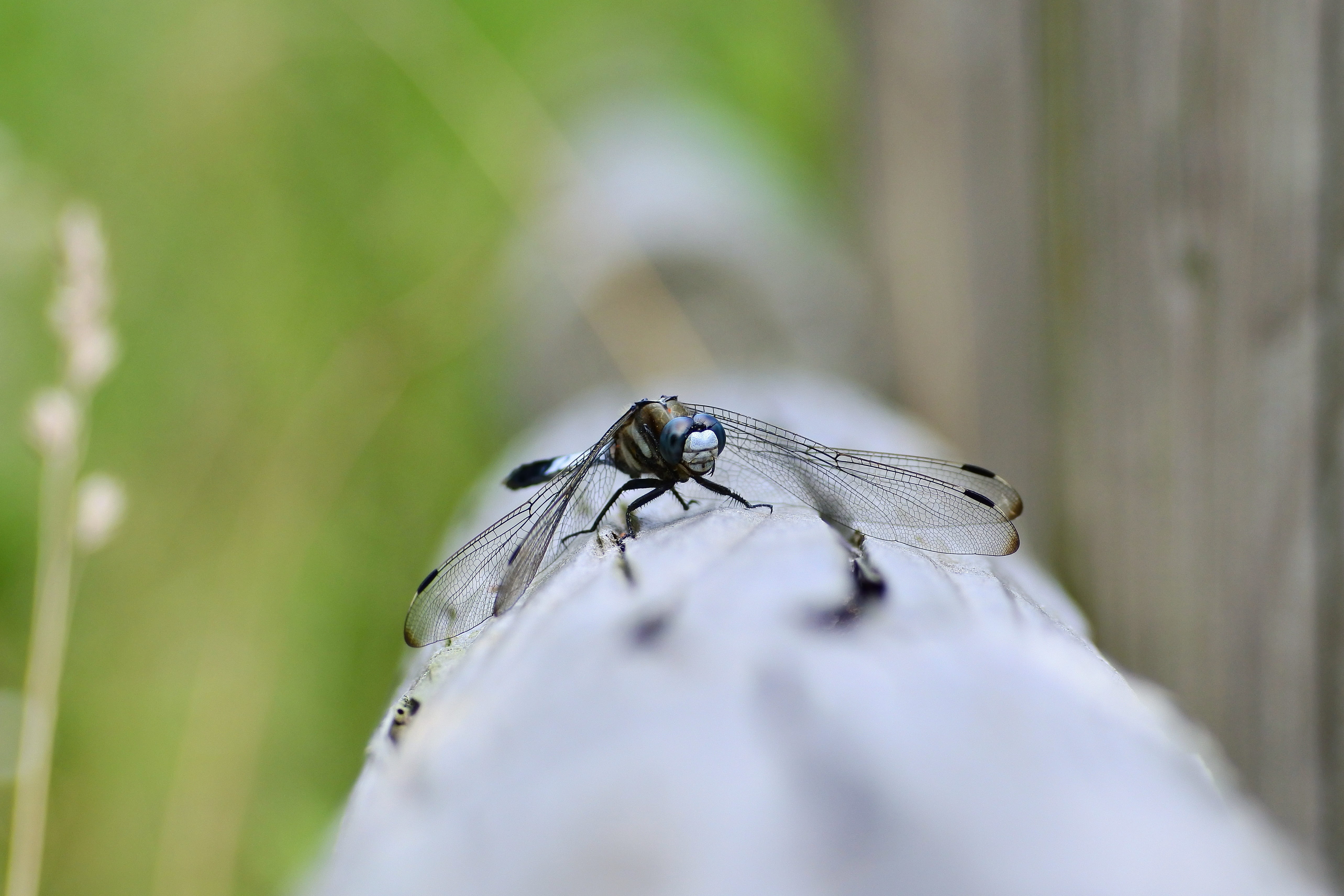 one animal, animal wing, plant, day, invertebrate, landscape, nature, natural, animals in the wild, housefly, 5K, insect, close-up, option color dragonfly, HD Wallpaper