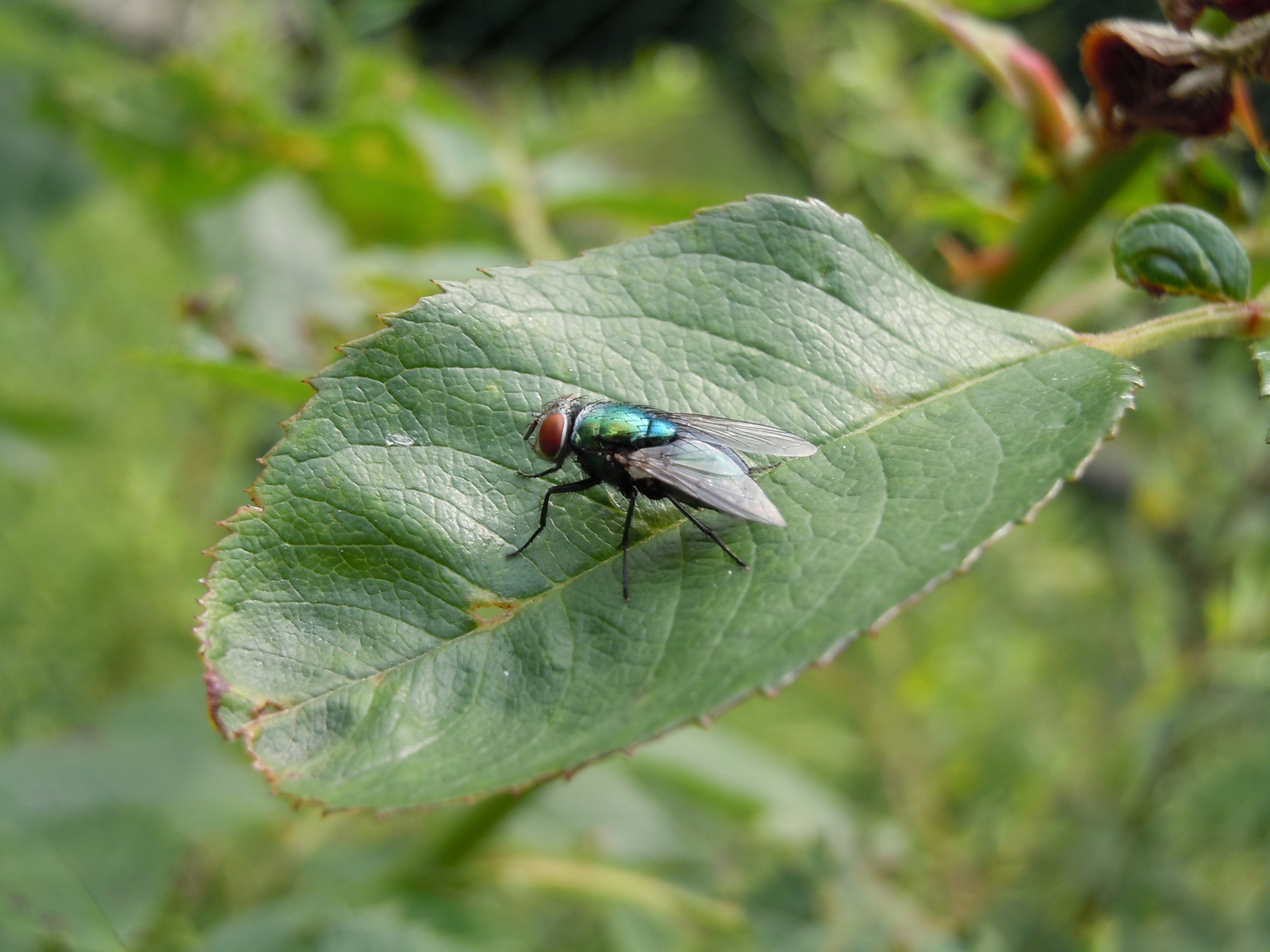 insect, no people, close-up, animal wing, animals in the wild, day, invertebrate, green color, fly, focus on foreground, 2K, leaf, nature, animal themes, HD Wallpaper