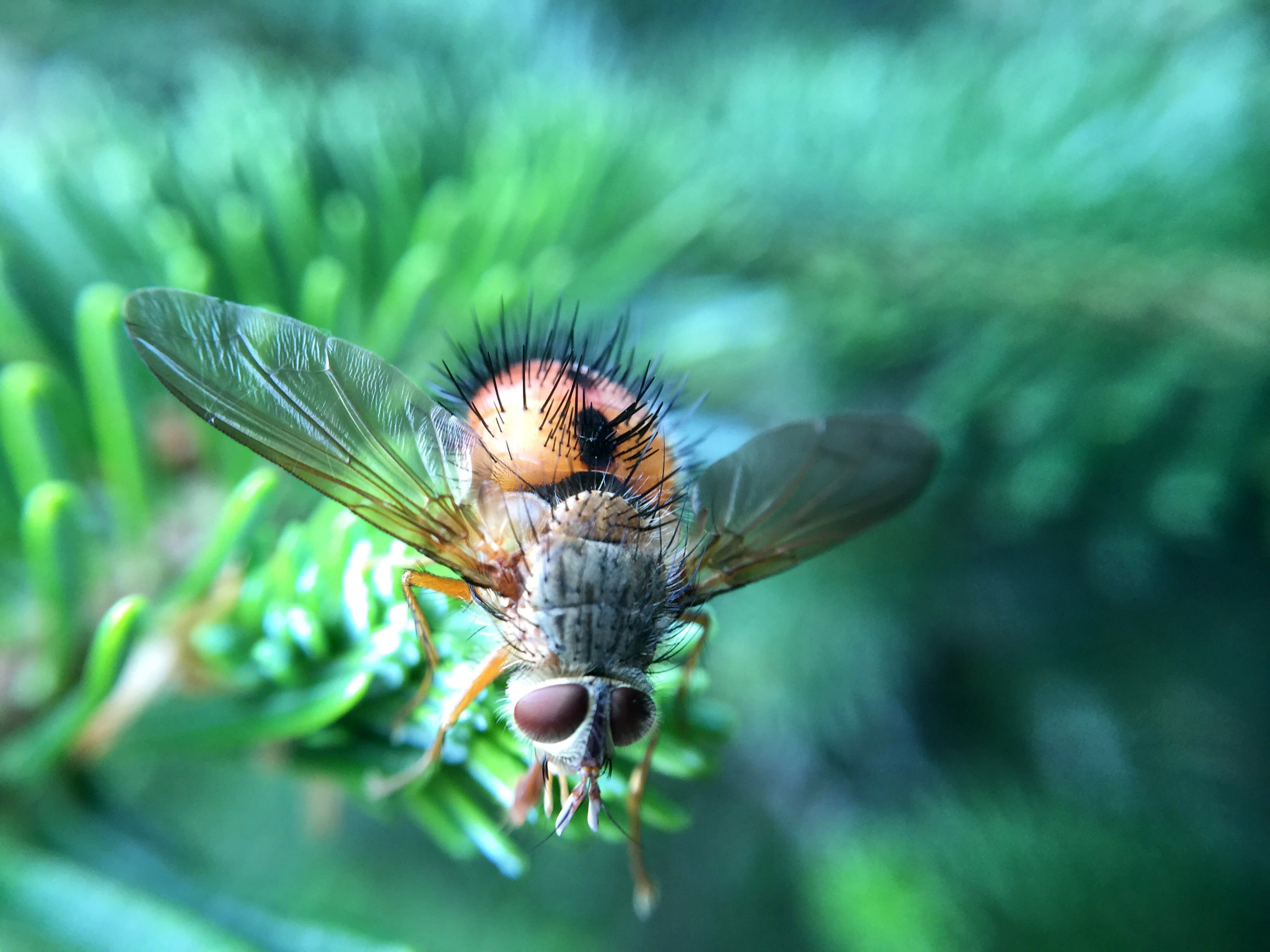 insect, one animal, photo, wildlife, housefly, invertebrate, no people, green Color, summer, animal eye, selective focus, fly, close-up, beauty in nature, HD Wallpaper