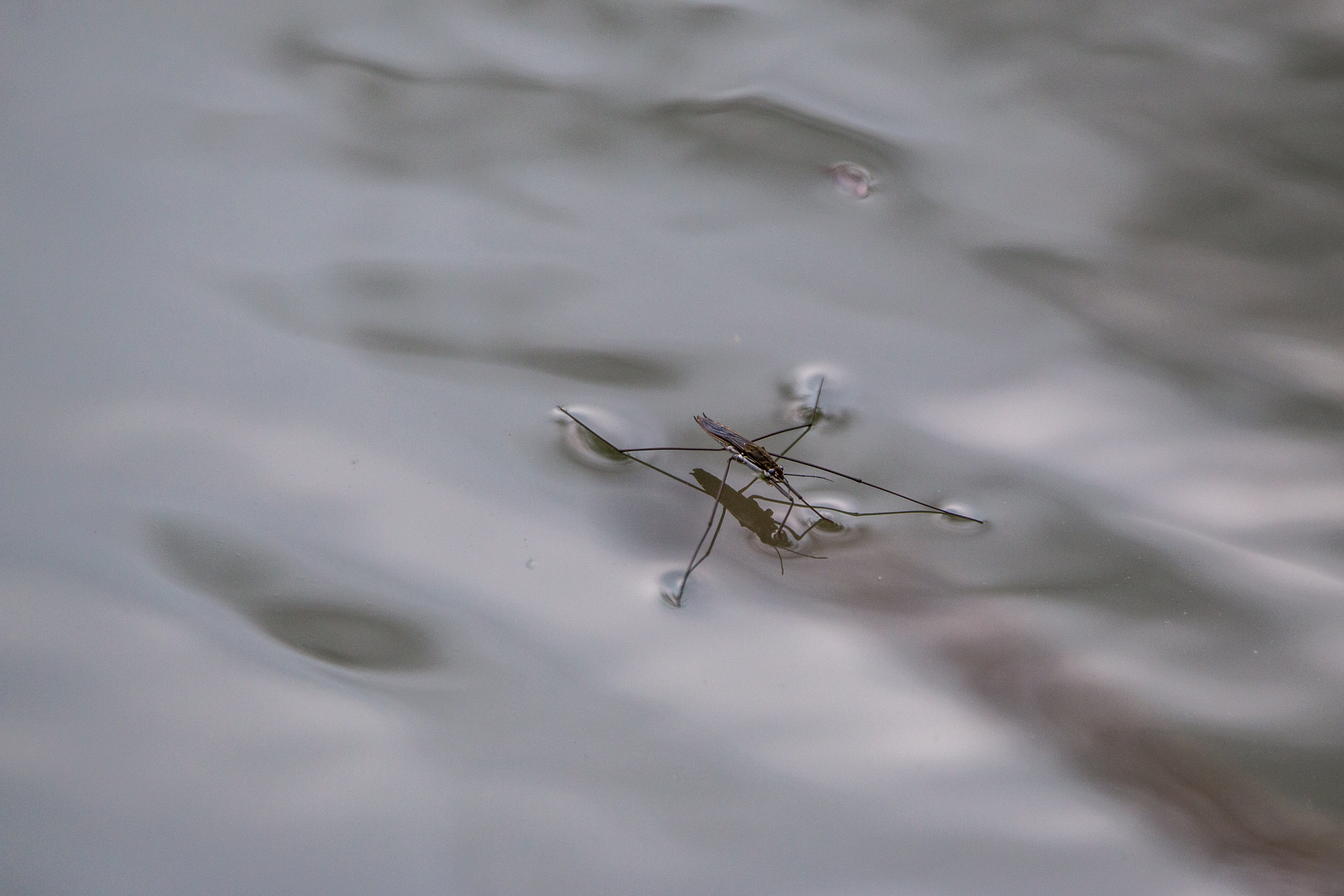 Lake, Pond, nature reserve, moor, zoology, selective focus, 5K, insect, no people, invertebrate, day, animal body part, waters, Island, pond, Water Striders, HD Wallpaper