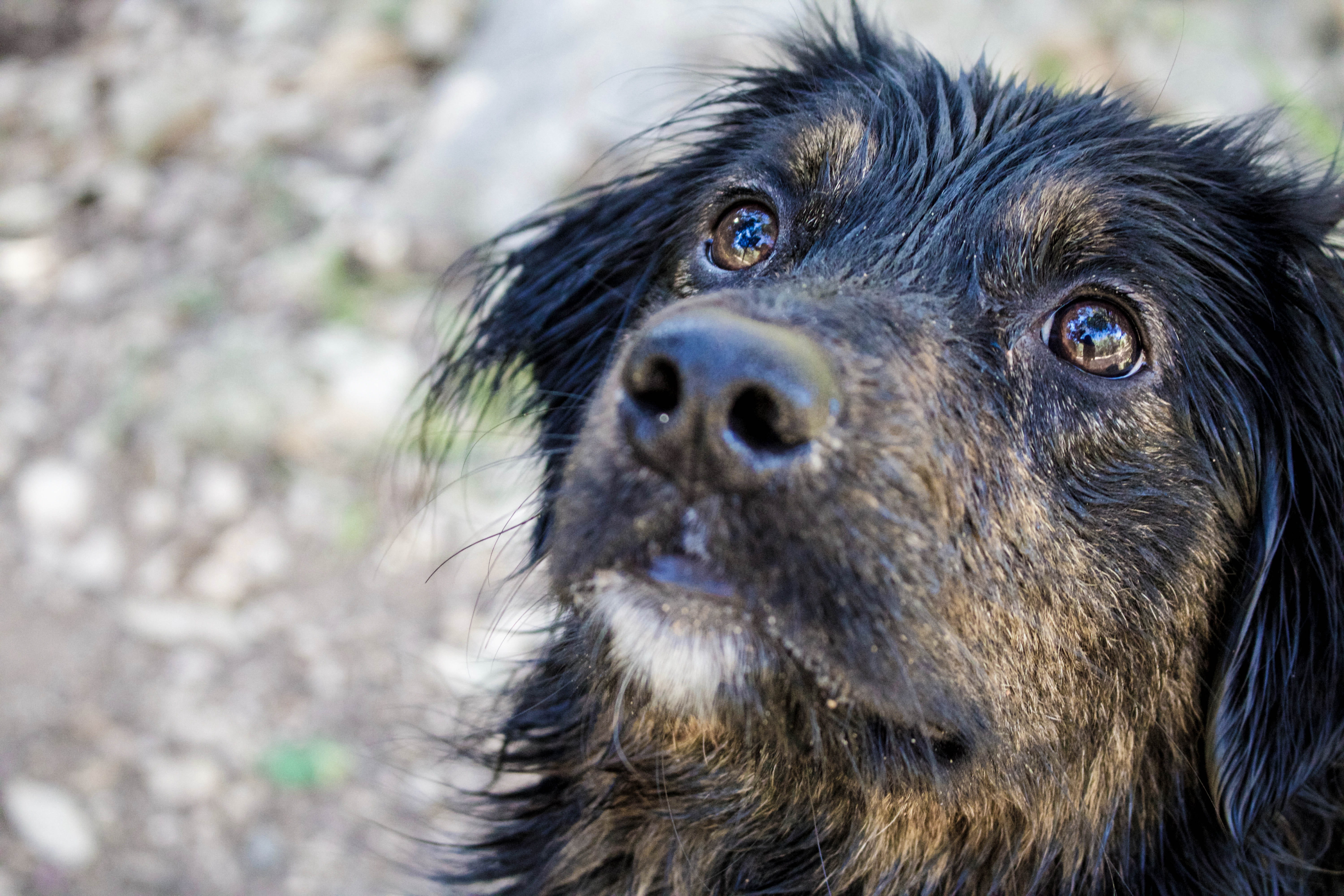 swim, nature, mammal, animal body part, pets, outdoors, vertebrate, looking away, eyes, animal eye, animal head, domestic, day, wet, animal themes, black color, HD Wallpaper
