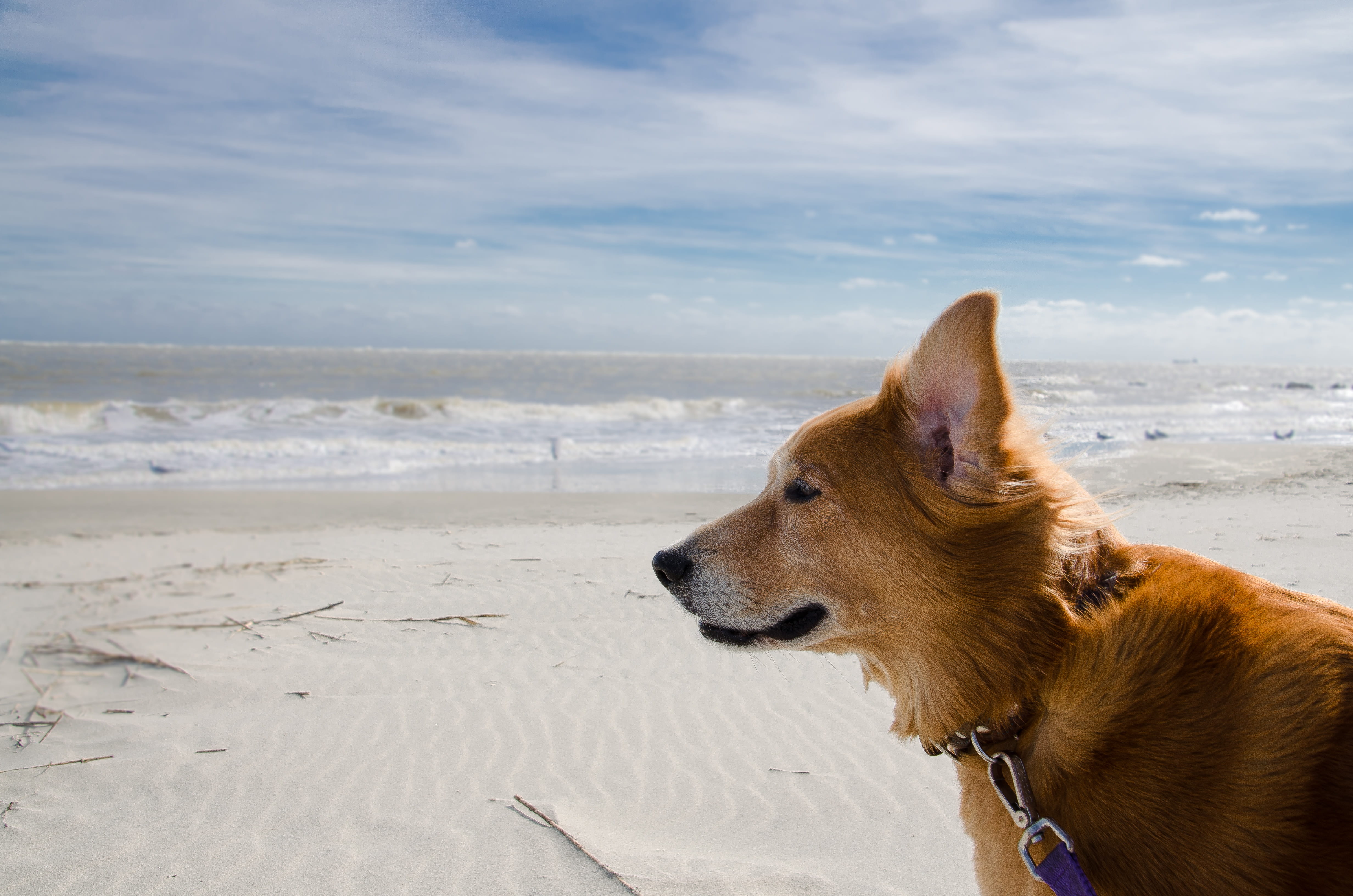 coastal, domestic, nature, cloud - sky, ocean, looking away, dog, coast, canine, united states, mammal, animal, wind, windy, sea, water, sand, one animal, HD Wallpaper