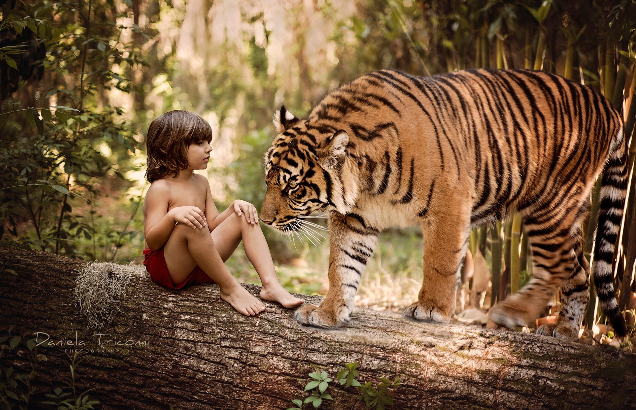 log, tree, trunk, tiger, Mowgli, 1080P, nature, child, boy, predator, animal, HD Wallpaper