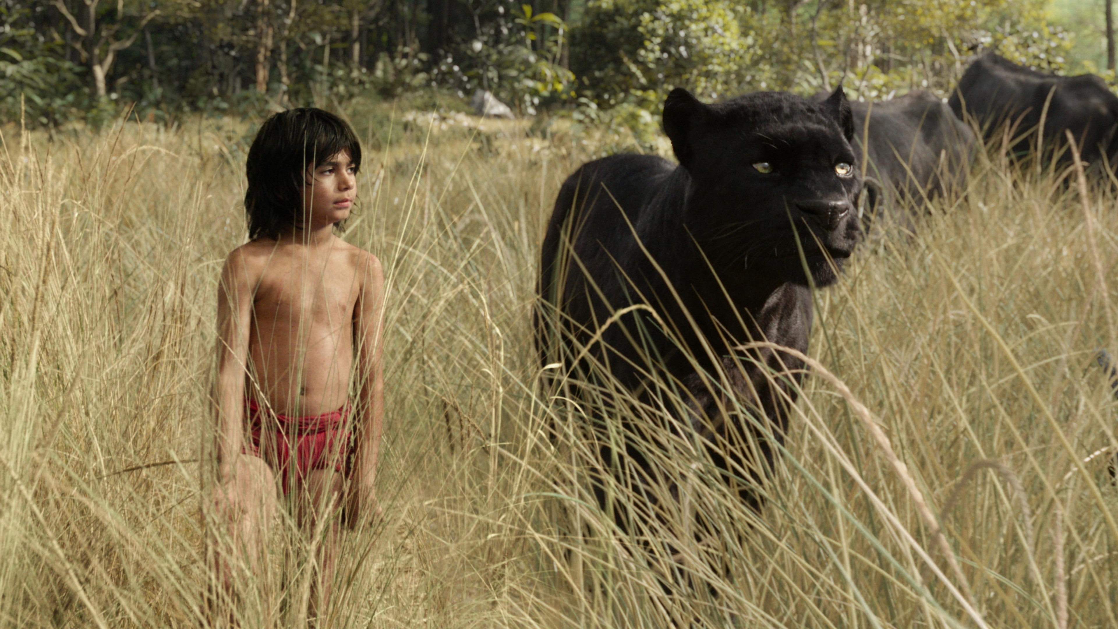 scene, boy, fantasy, Best movie of 2016, panther, Bagheera, adventure, The Jungle Book, book, beside, jungle, black, standing, movie, 4K, Mowgli, HD Wallpaper