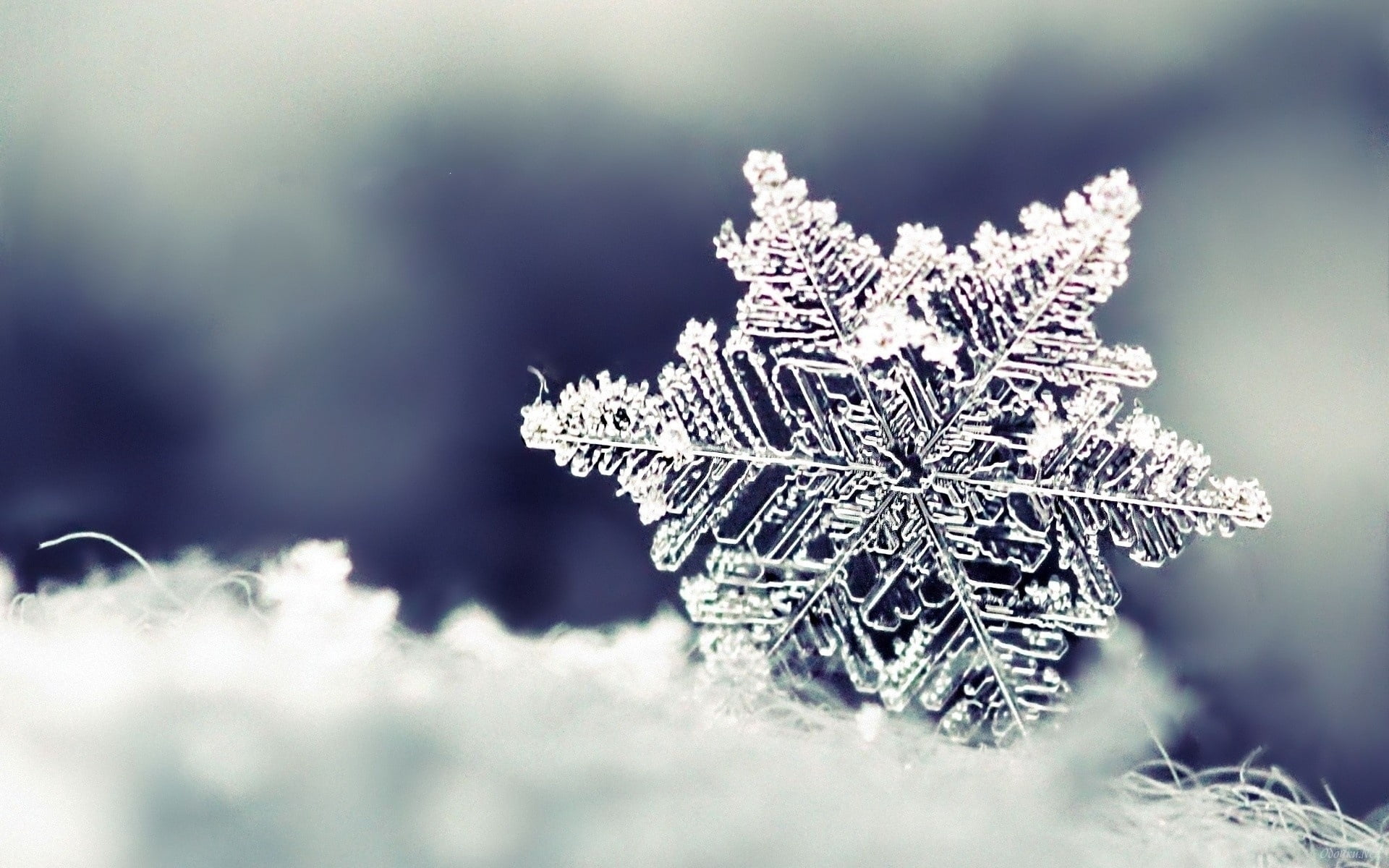 holiday, snowflake, 1080P, tree, frost, no People, macro, christmas Ornament, pattern, defocused, silver, colored, blizzard, beauty in nature, outdoors, HD Wallpaper