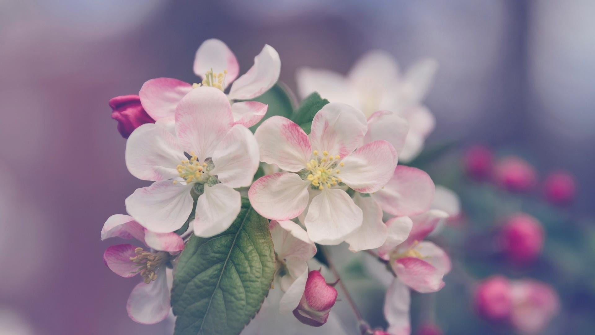 flower arrangement, flowers, springtime, flowering plant, flower, tree, cherry blossom, growth, pink color, day, fragility, focus on foreground, selective focus, HD Wallpaper