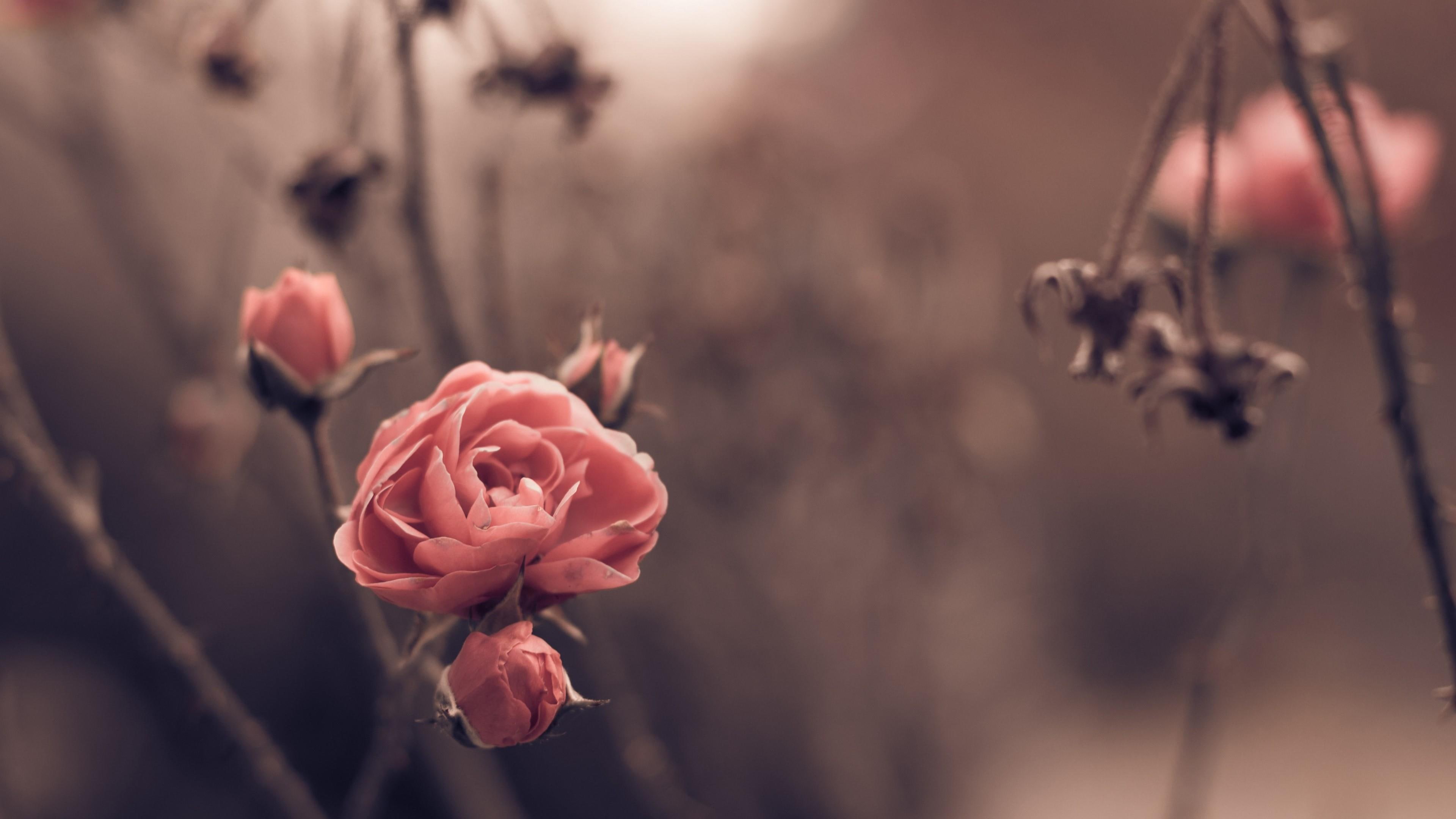 twig, blossom, 4K, autumn, petal, rose, branch, pink rose, garden, blurry, flora, close up, HD Wallpaper