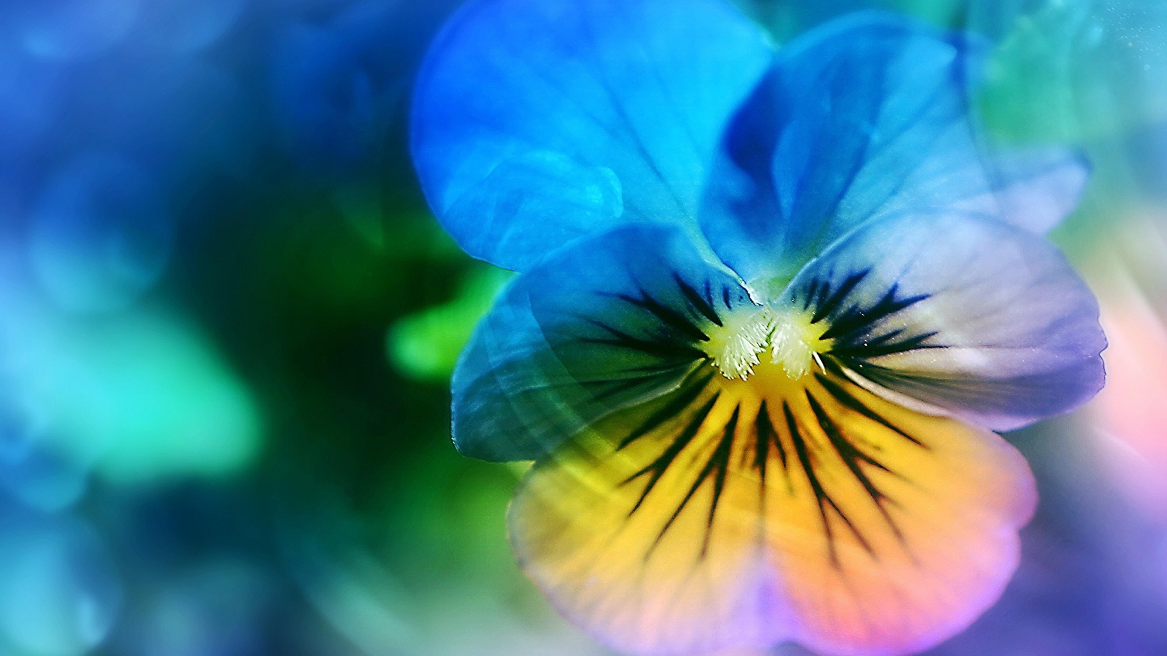photoshop, colorful, digital art, blurry, pansy flower, 4K, HD Wallpaper