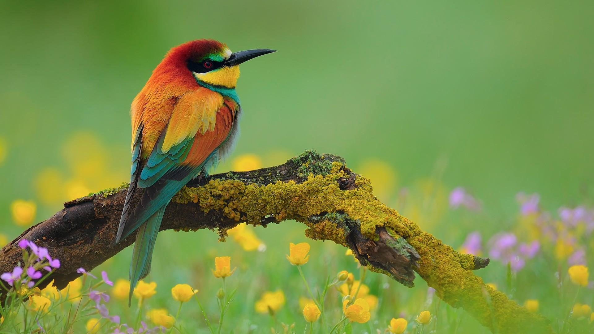 branch, bird, field, 1080P, blurry, colorful, HD Wallpaper