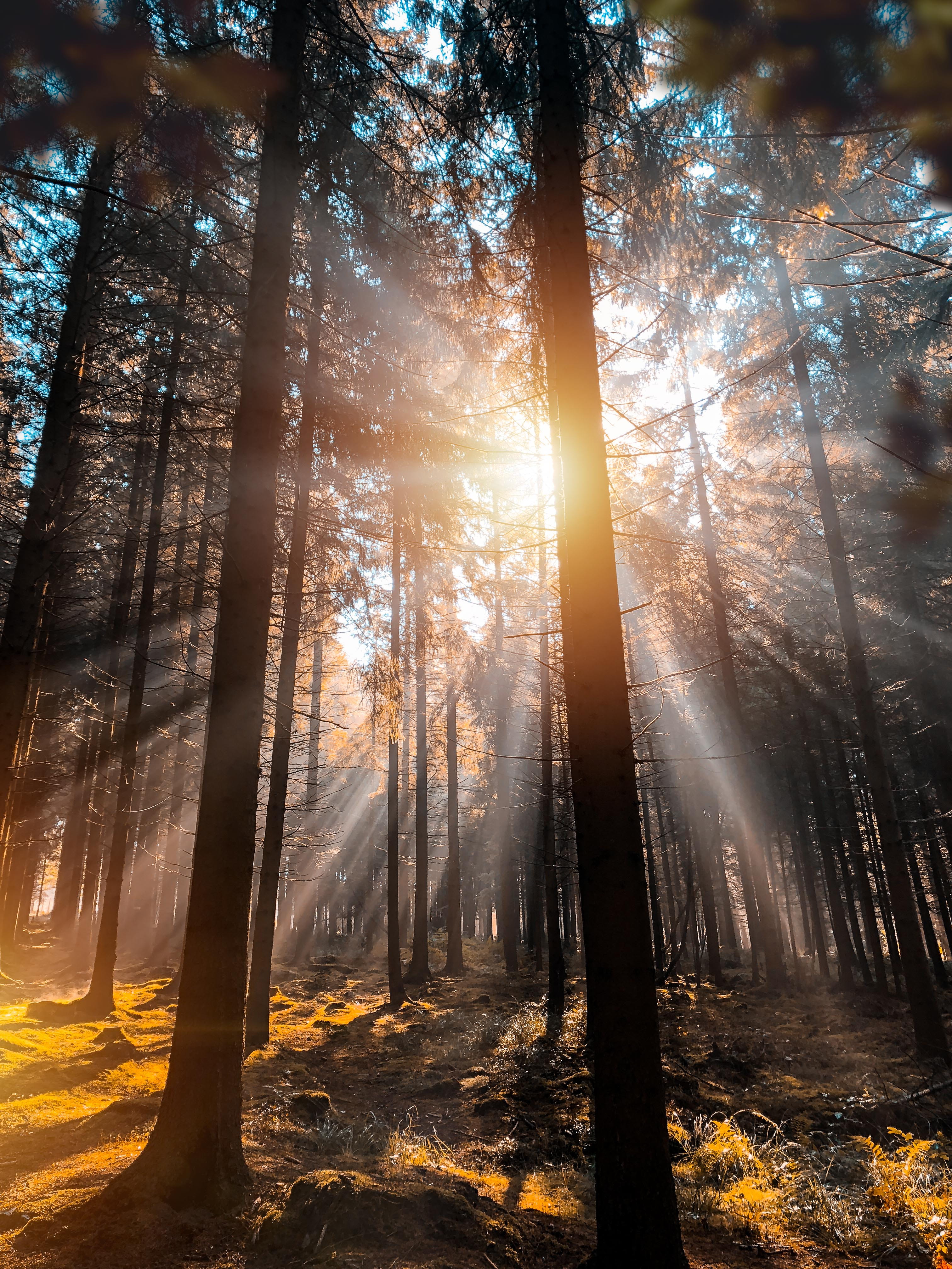 tranquil scene, tranquility, sunlight, circuit de spa-francorchamps, lens flare, belgium, streaming, non-urban scene, outdoors, beauty in nature, no people, Phone HD Wallpaper