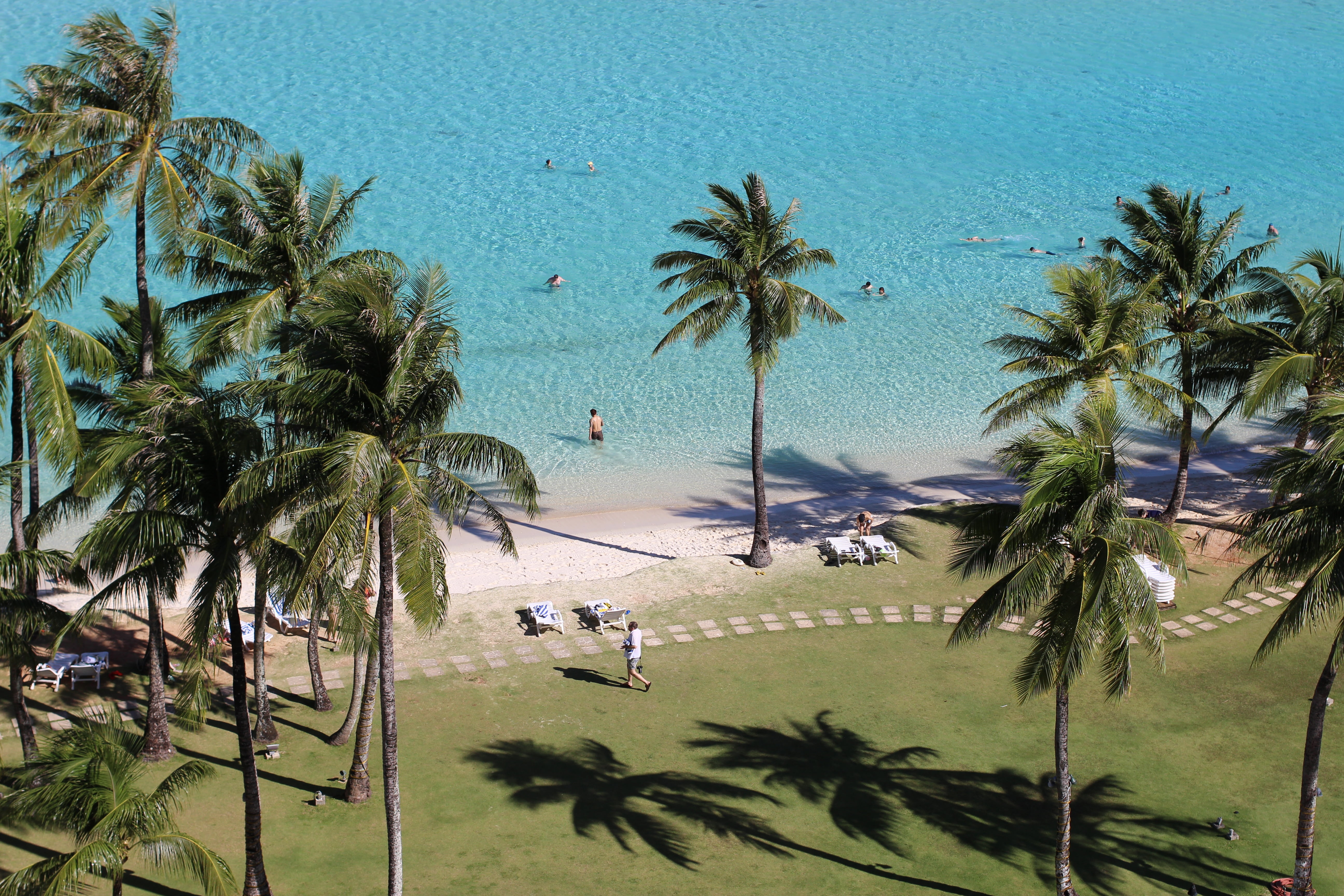 high angle view, green, beach, coconut palm tree, guam, coconut, beauty in nature, tropical climate, water, plant, palm, tranquility, outdoors, palm tree, HD Wallpaper