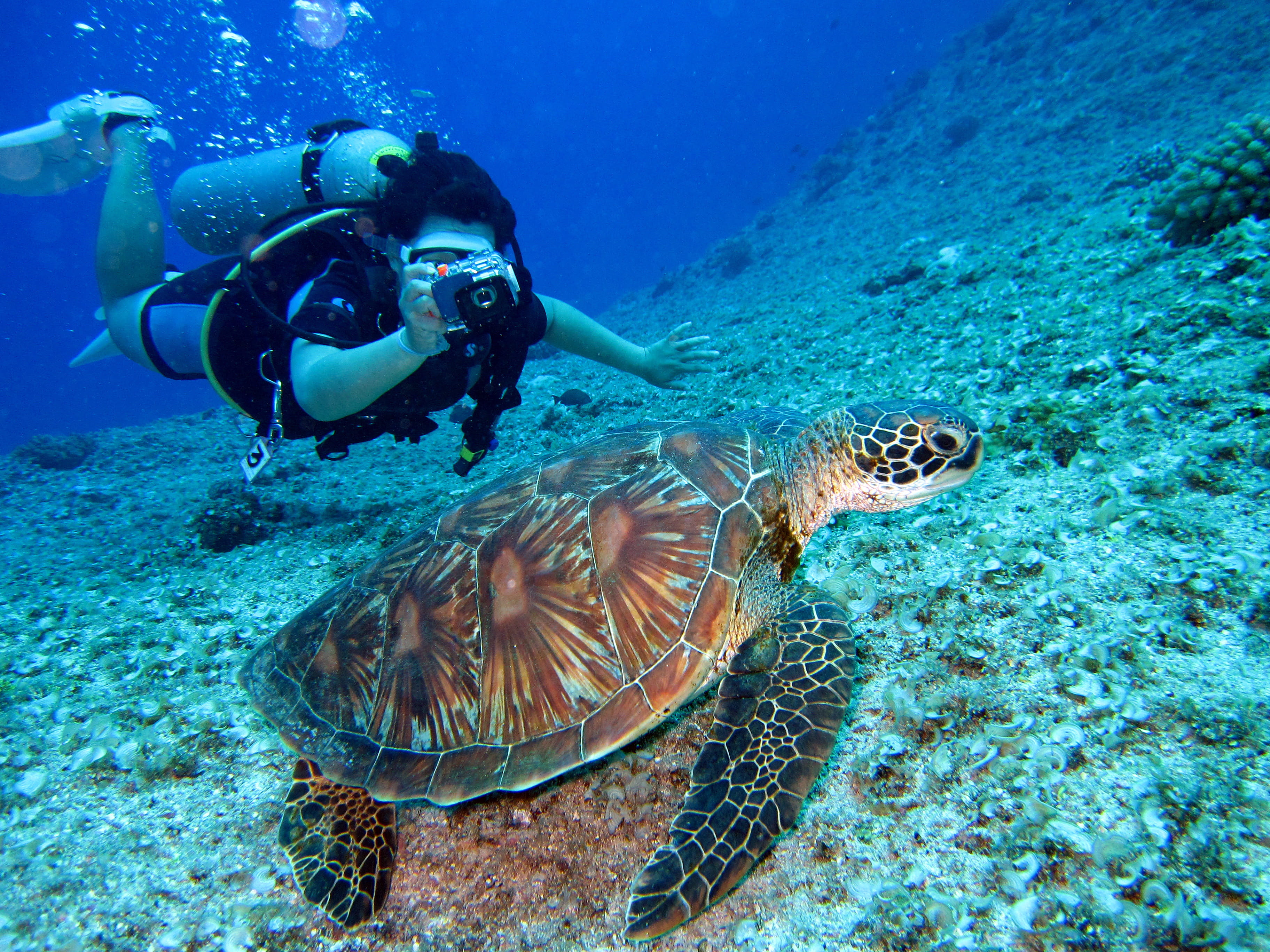 diver, photo, snorkeling, ocean, turtle, person, animal wildlife, sport, invertebrate, sea life, scuba diving, takes, swimming, nature, submarine, tortoise, HD Wallpaper