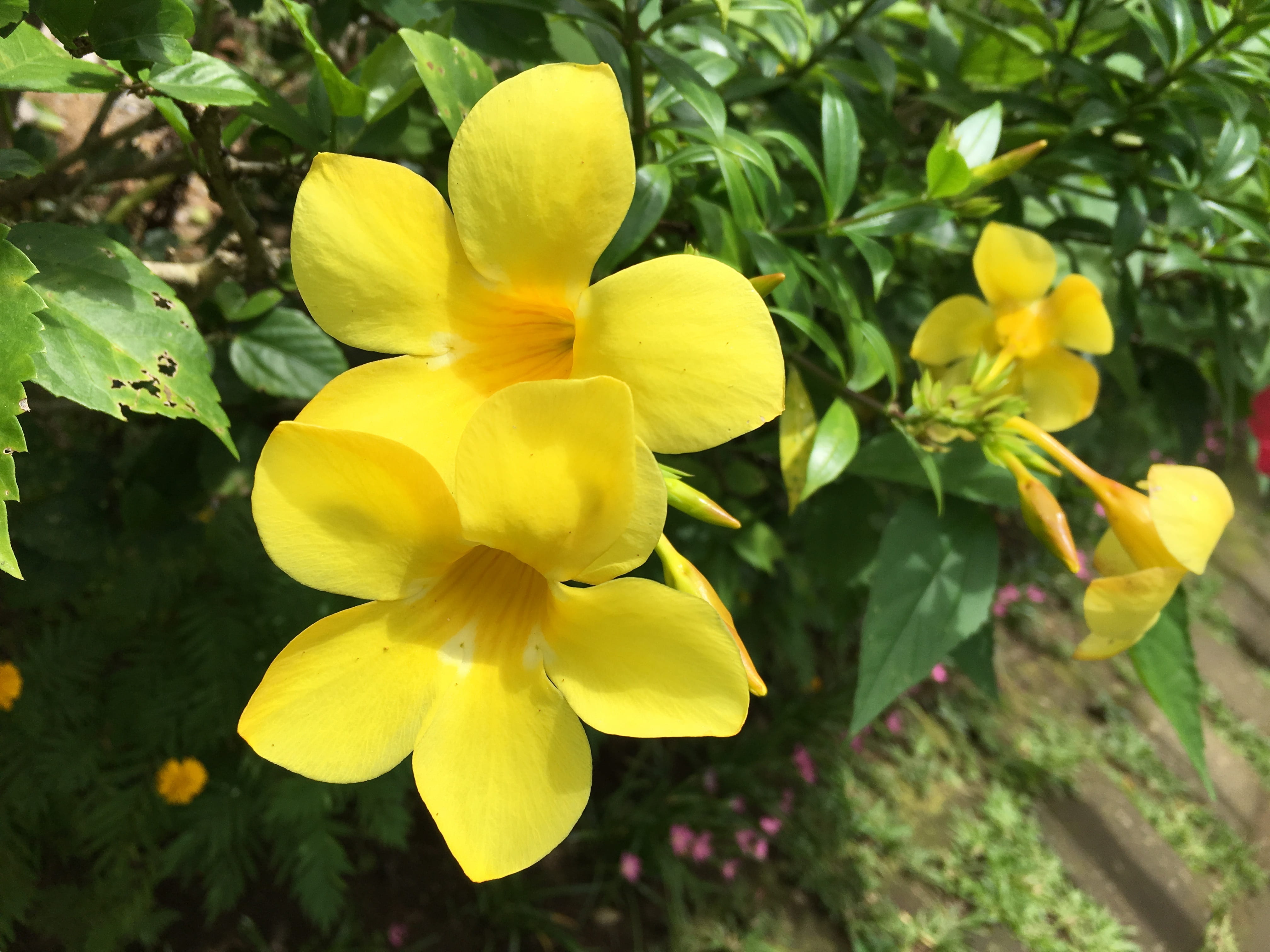 outdoors, blooming, tonga, nature, natural, inflorescence, hawaii, tahiti, close-up, 4K, flowering plant, beauty in nature, flowers, leaf, yellow bell, HD Wallpaper