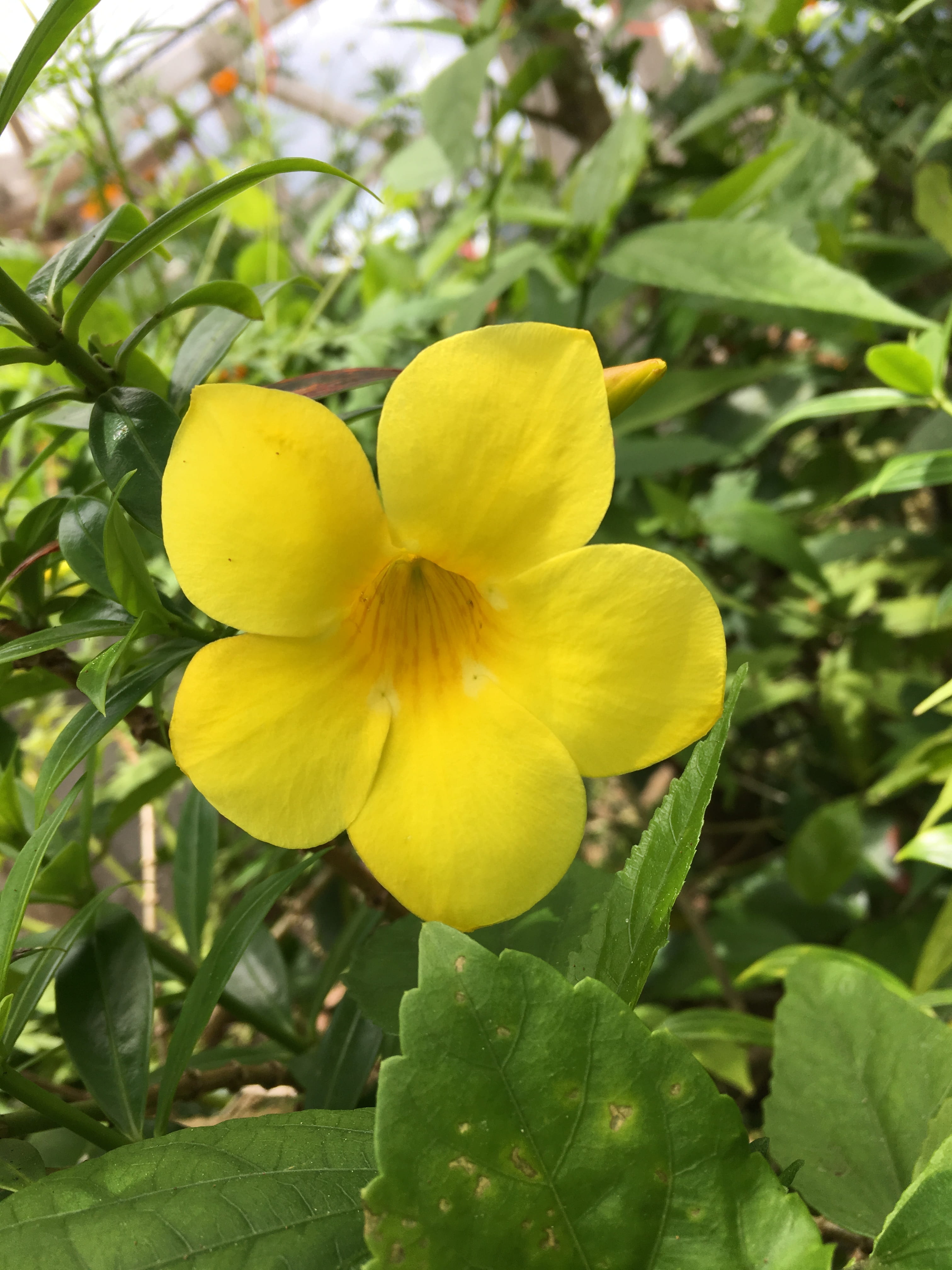 growth, beauty in nature, vine, leaf, natural, petal, flower, fragility, blossom, guam, 4K, summer, day, yellow, nature, yellow bell flower, no people, Phone HD Wallpaper