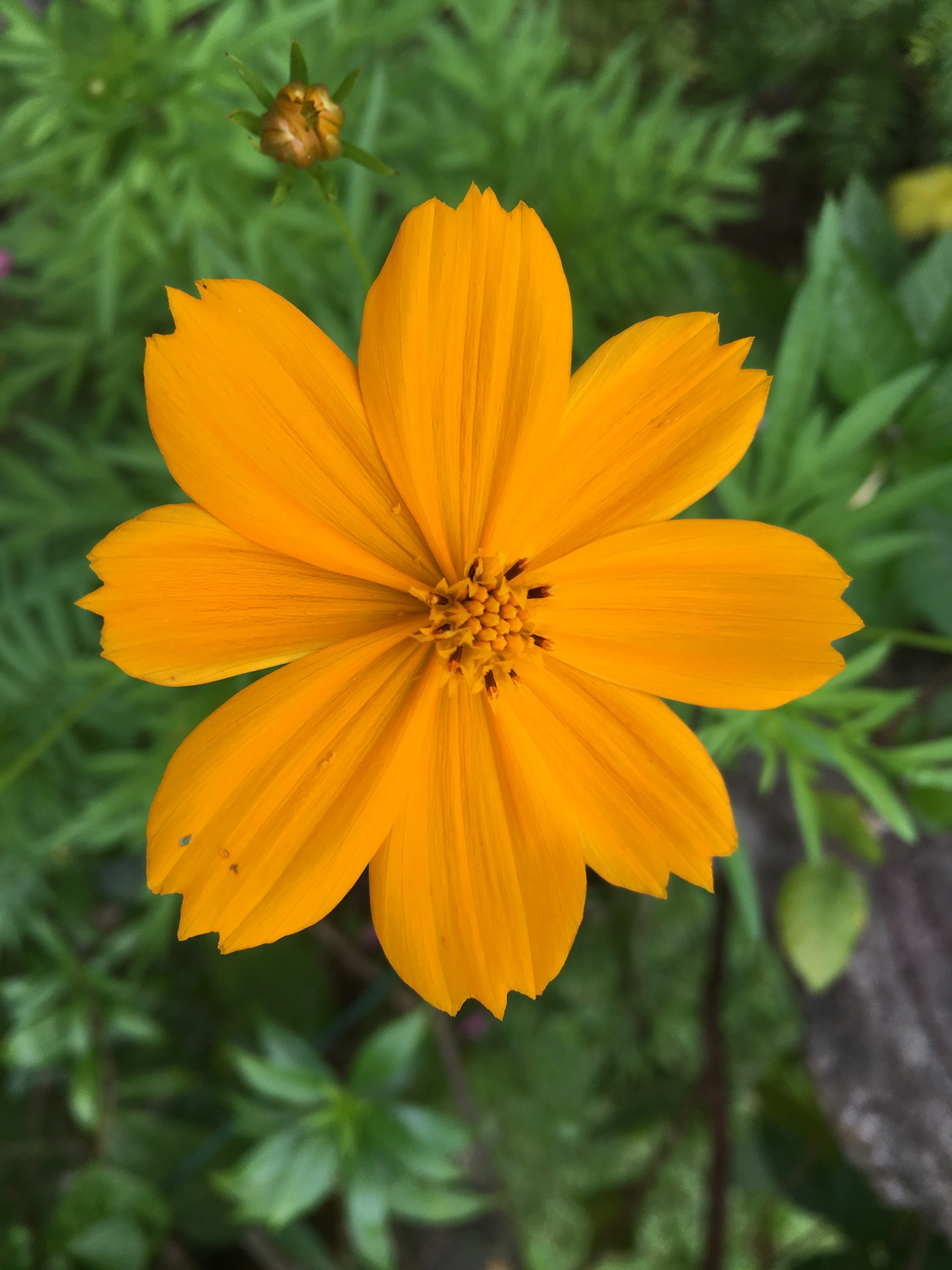 plant, bouquet, guam, winsome, flowering plant, growth, petal, trumpet, flower head, orange color, no people, floral, freshness, bright, tahiti, vulnerability, Phone HD Wallpaper
