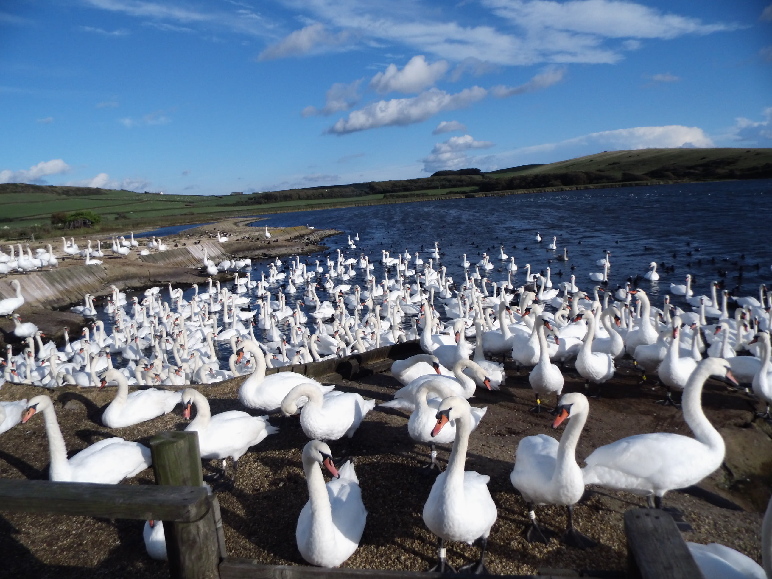 sea, vertebrate, south gland, beach, white color, animals in the wild, day, land, flock of birds, large group of animals, animal, no people, cloud - sky, HD Wallpaper
