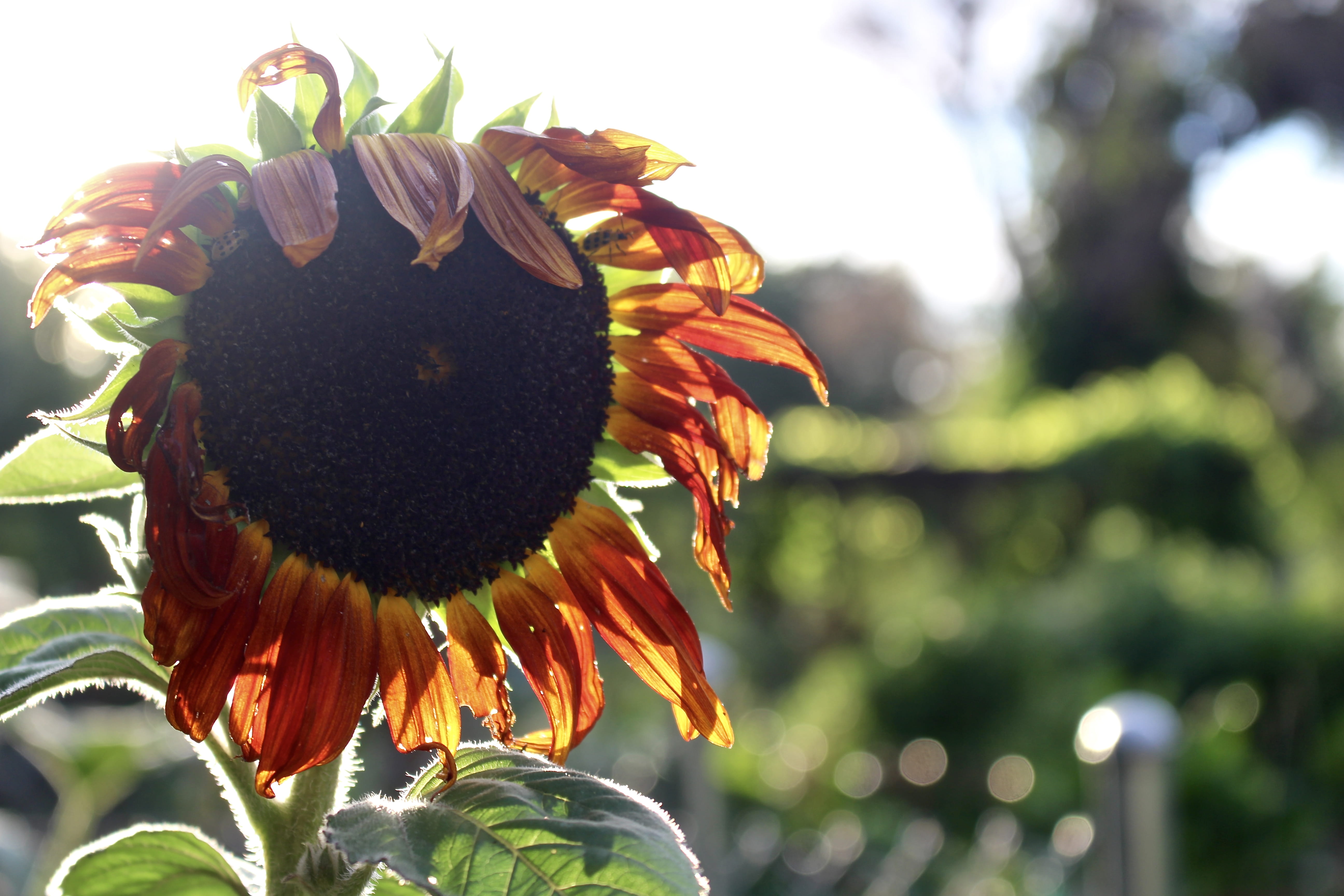 nature, food and drink, food, no people, healthy eating, sun, regis university, close-up, 5K, pollen, plant, fruit, day, focus on foreground, flower, outdoors, HD Wallpaper