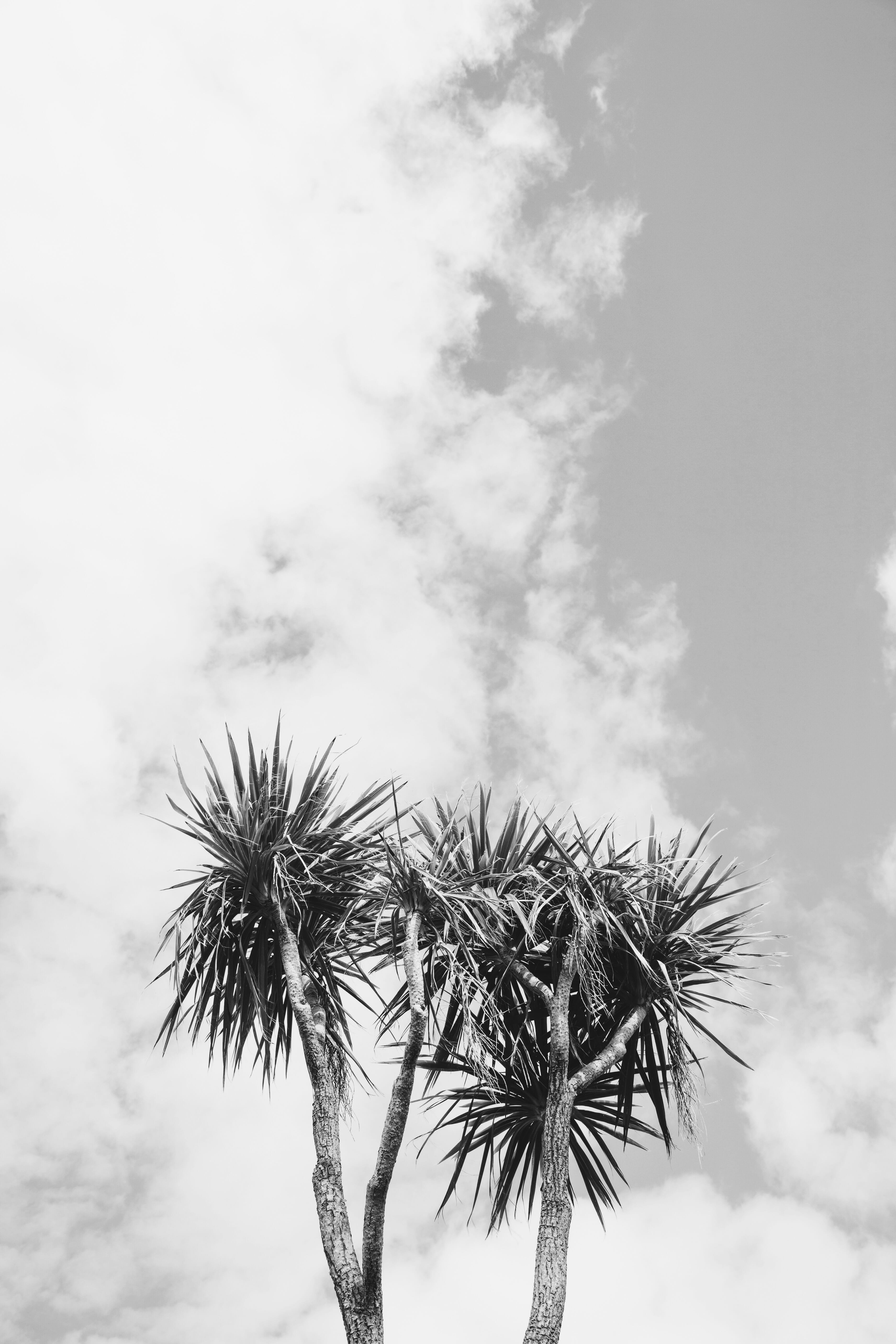 cloud, focus on foreground, no people, black and white, lyme regis, tropical tree, beauty in nature, tropical climate, trunk, nature, united kingdom, spiked, Phone HD Wallpaper