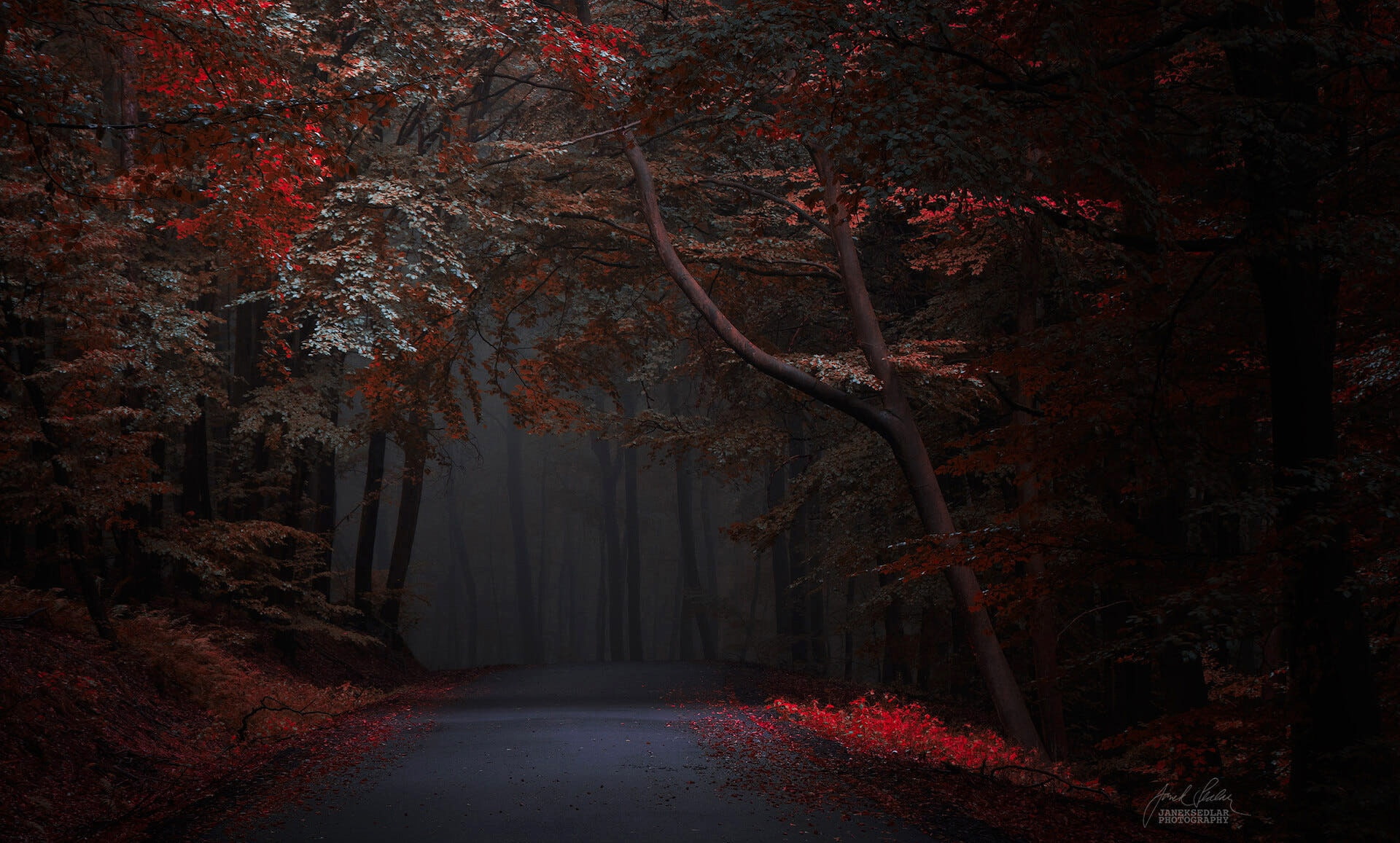 1080P, forest, Janek Sedlar, road, autumn, HD Wallpaper