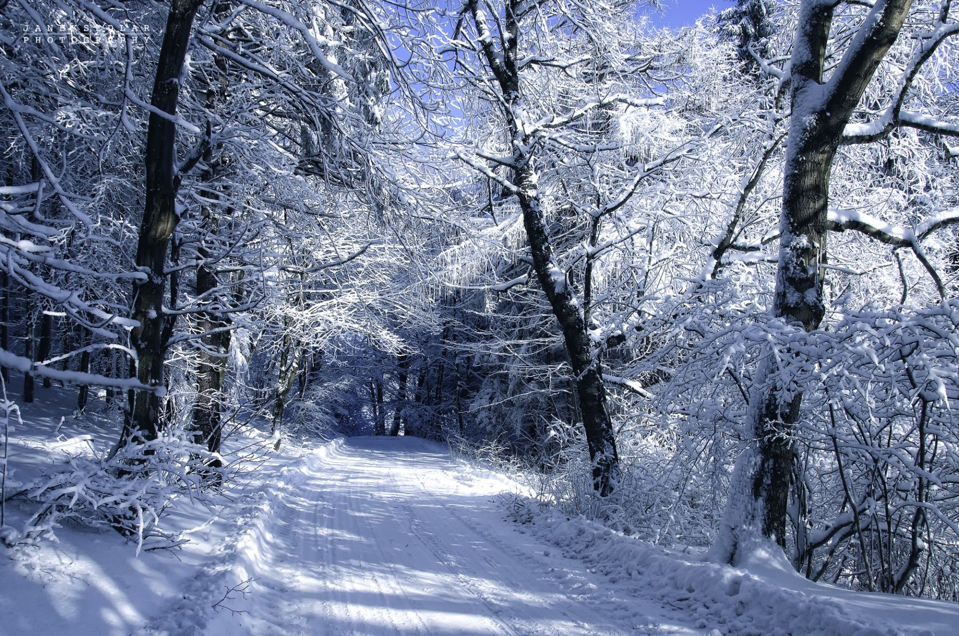 landscape, author, cold, road, Janek Sedlar, trees, 1080P, snow, winter, HD Wallpaper