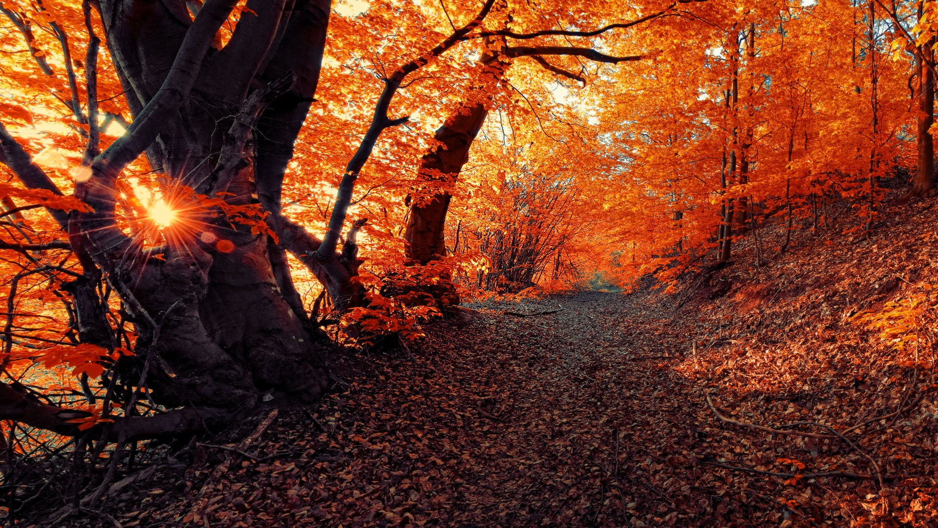 1080P, janek sedlar, sunny, HD Wallpaper