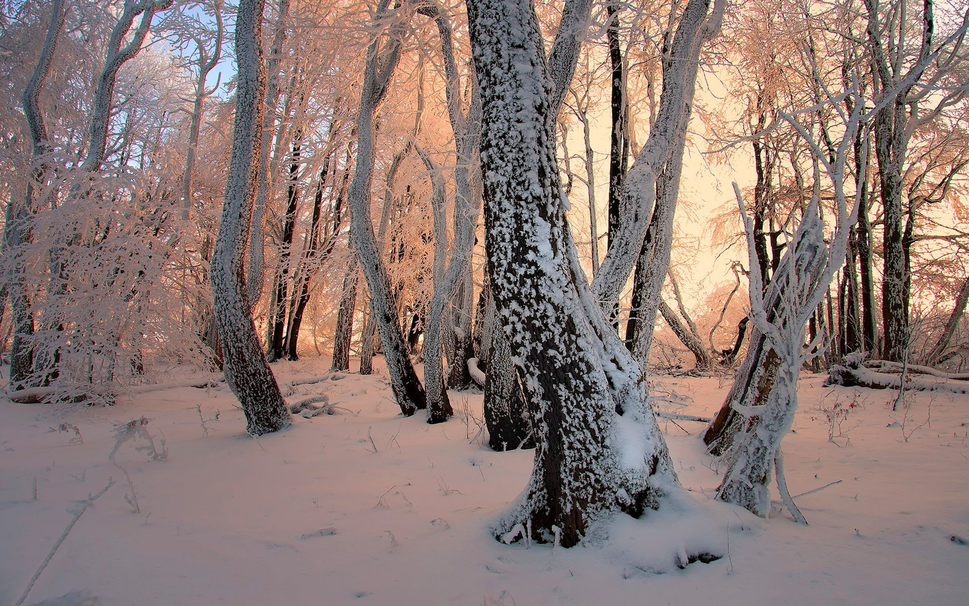magic, forests, snow, trees, winter, frost, janek sedlar, wand, 1080P, HD Wallpaper