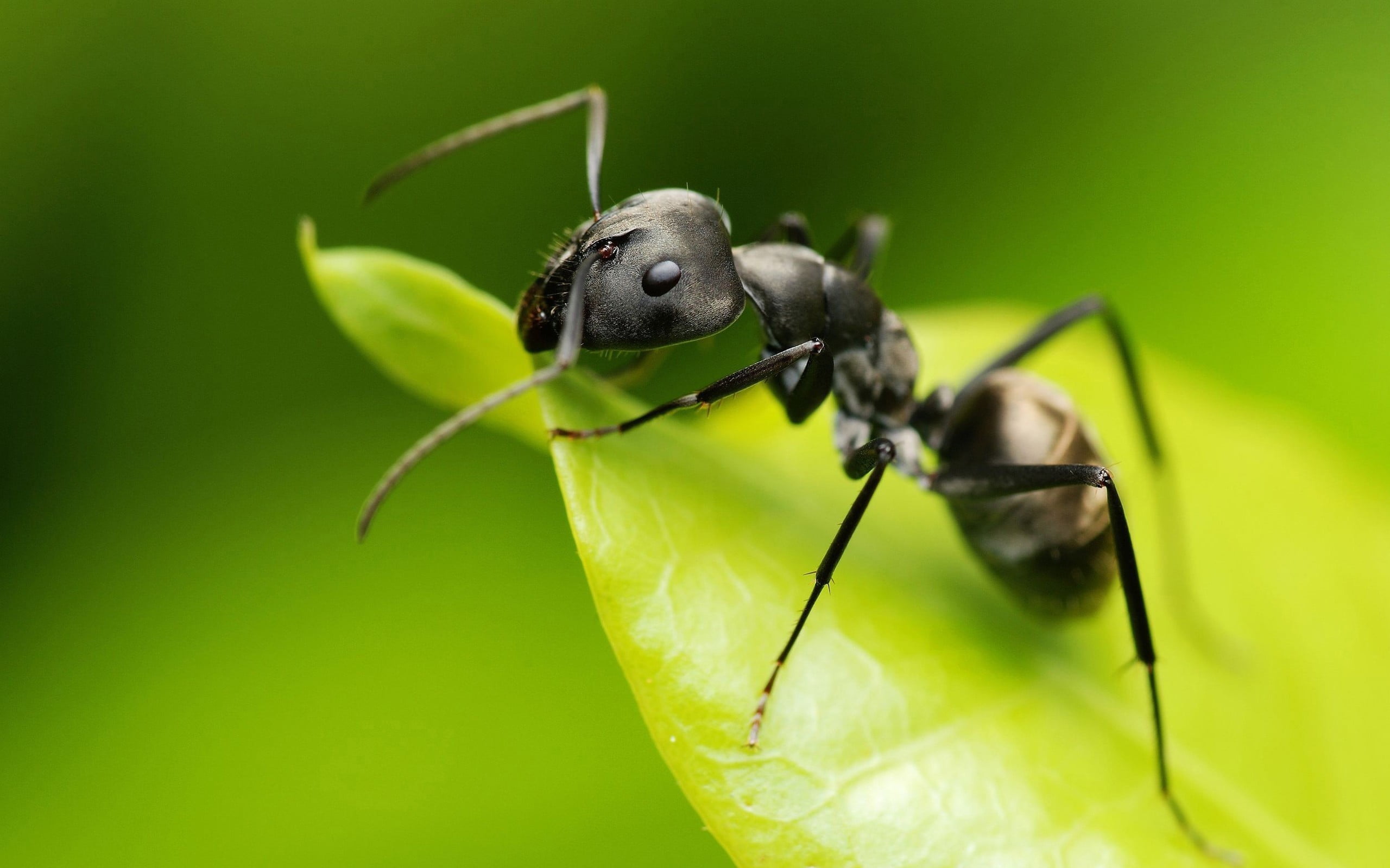black Color, focus on foreground, ant, hymenoptera, close-up, ants, animals, insect, small, 2K, animal themes, grass, summer, plant, outdoors, wildlife, HD Wallpaper