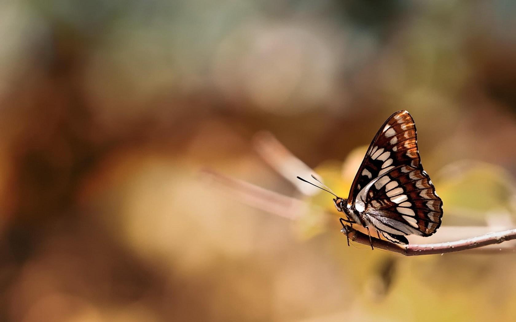 insect, butterfly, bokeh, 720P, HD Wallpaper