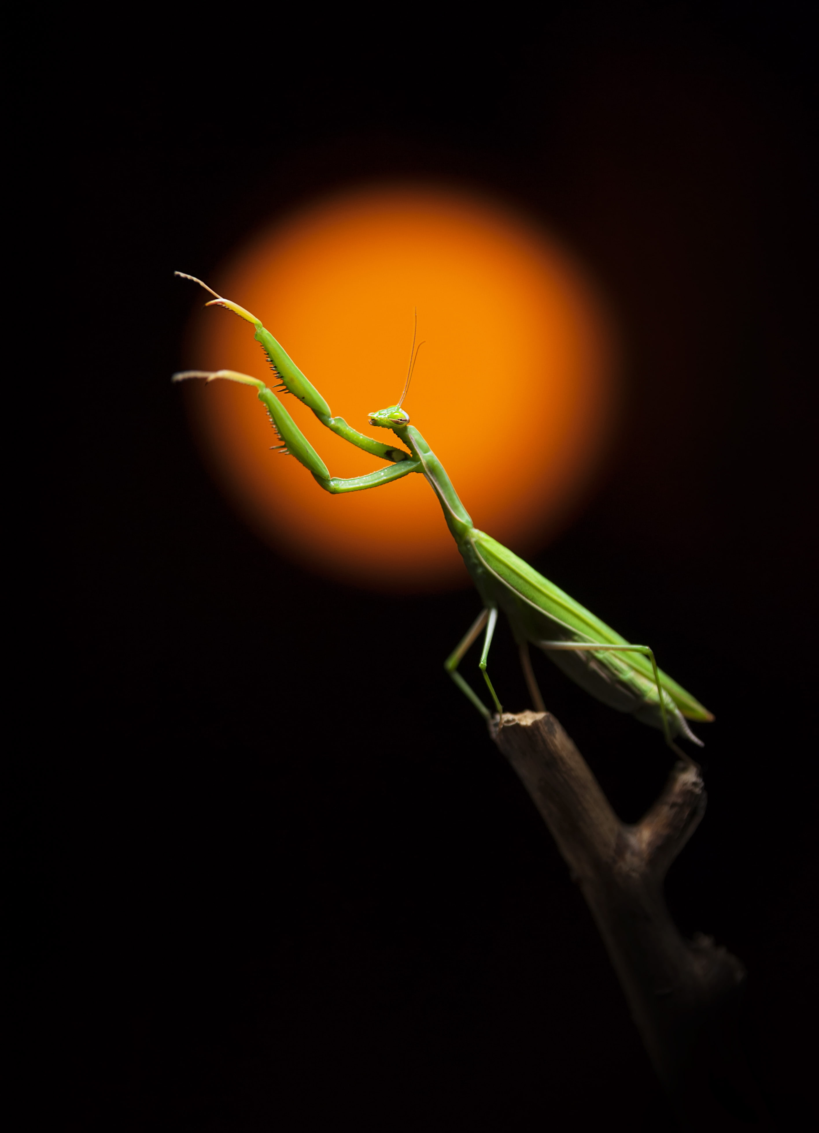 leaf, tree, 4K, plant, animal head, black background, studio shot, plant part, small, no people, invertebrate, animal themes, animals in the wild, animal wildlife, Phone HD Wallpaper